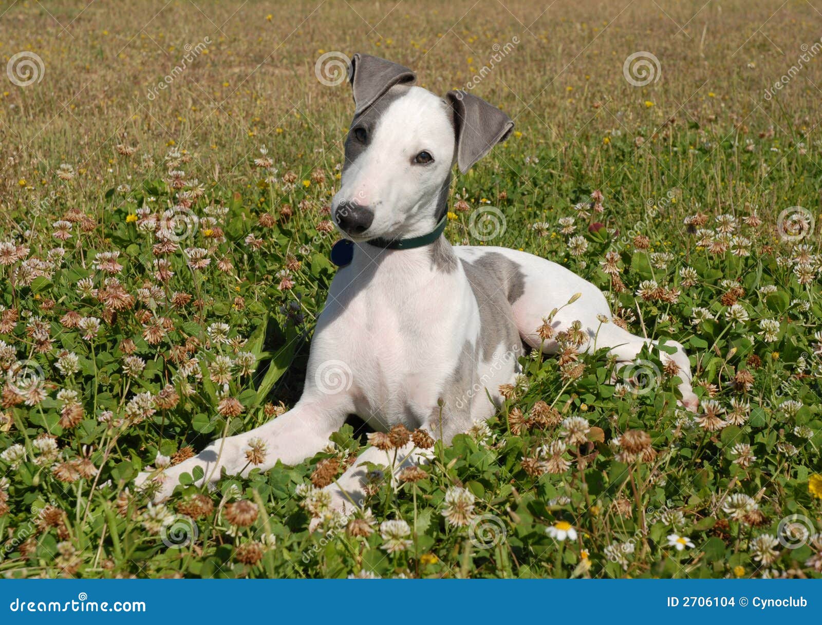 Grey Puppy Whippet Stock Photo Image Of Attentive Field 2706104