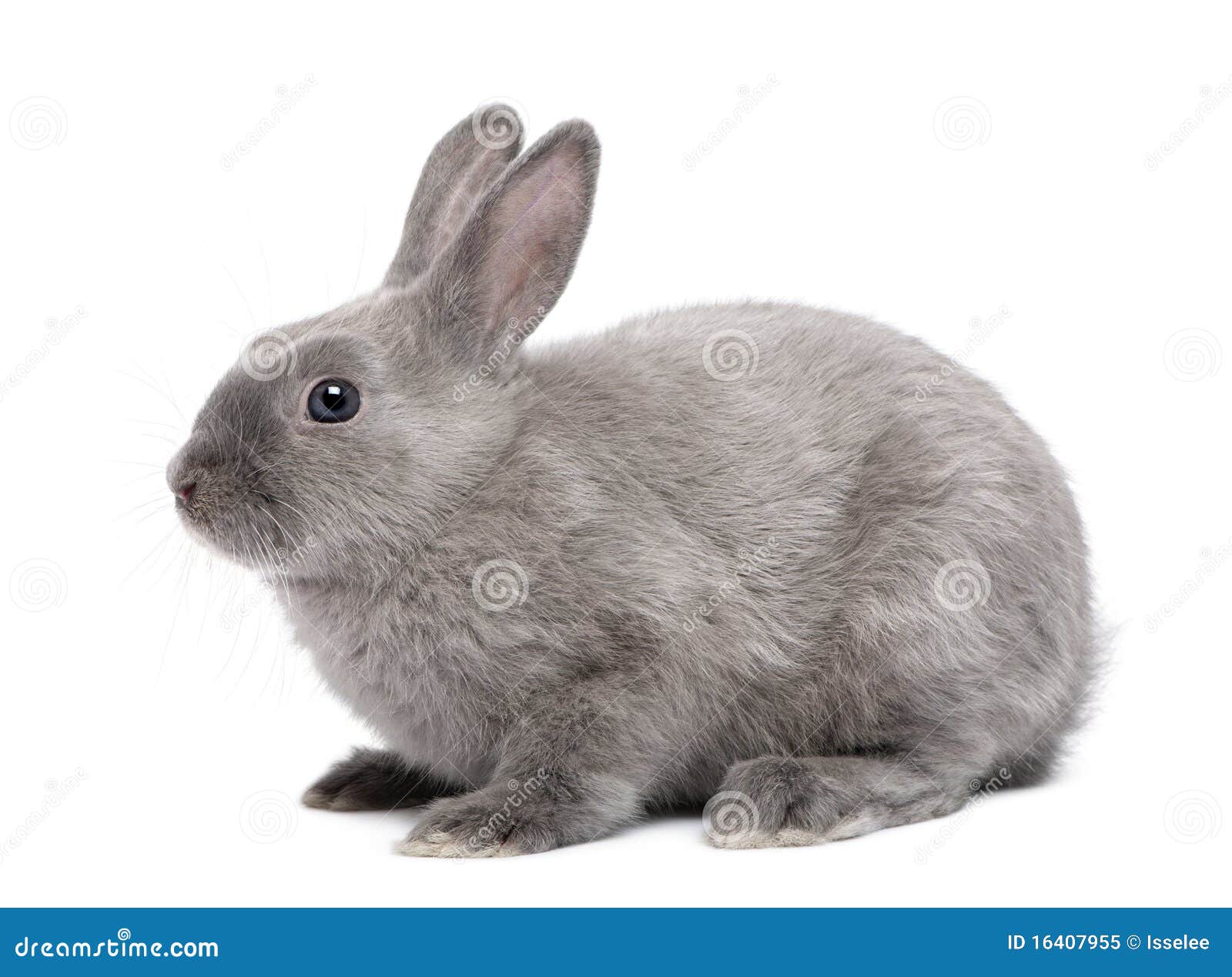 grey rabbit