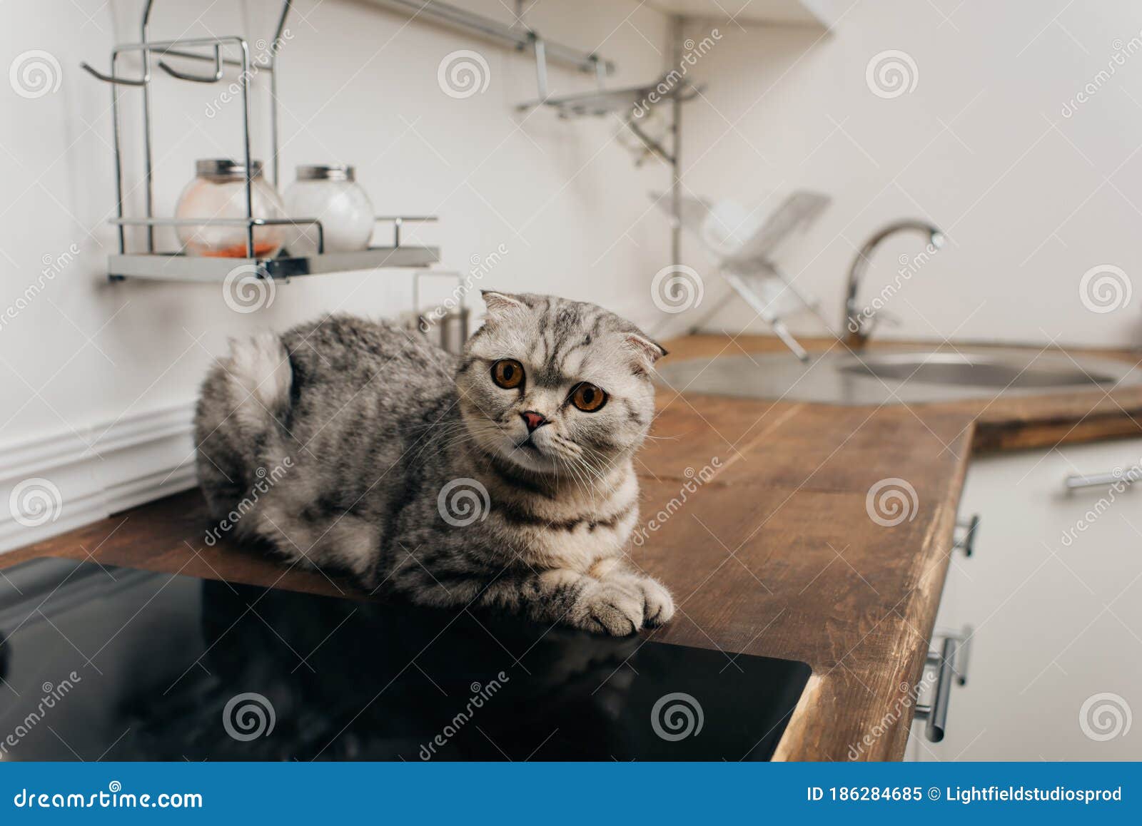 cat on kitchen counter