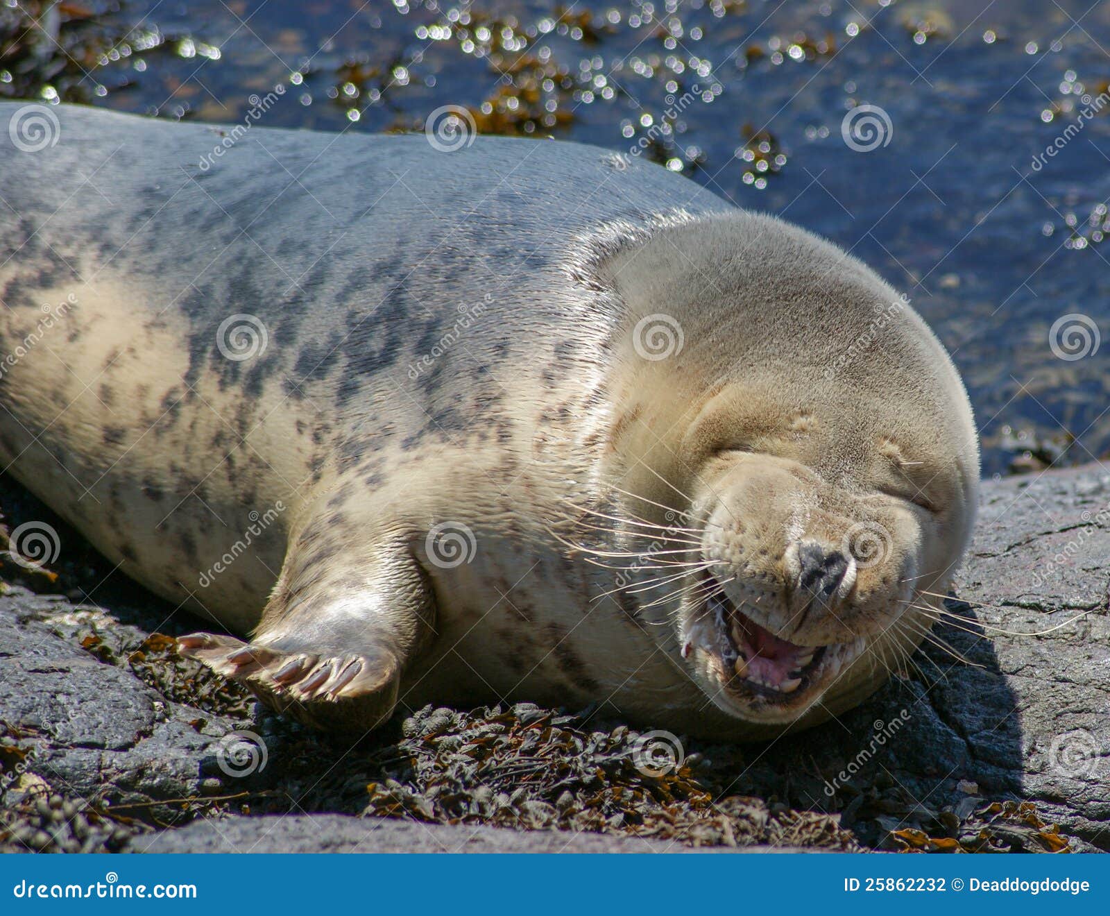 grey seal / halichoerus grypus