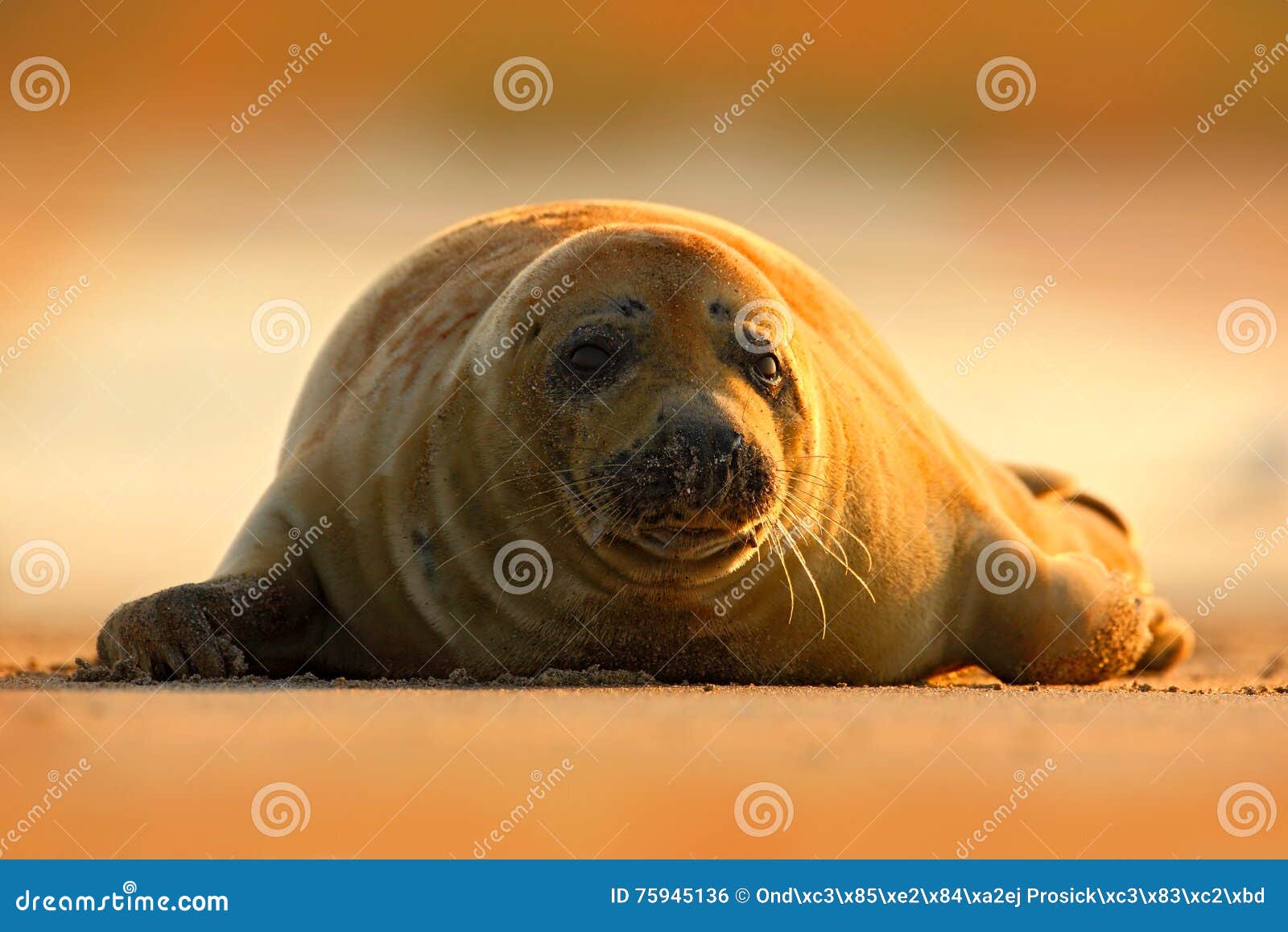 grey seal, halichoerus grypus, detail portrait on the sand beach. seal with orange morning sky in the background. animal in the na