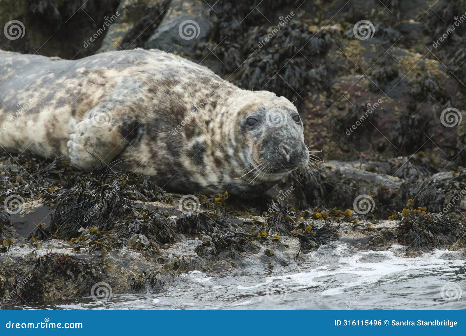 a grey seal, halichoerus grypus, on an island in the sea during a storm.