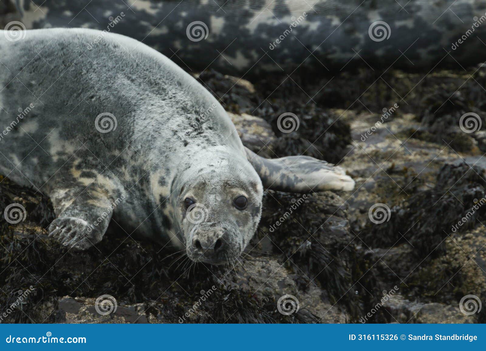 a grey seal, halichoerus grypus, on an island in the sea during a storm.