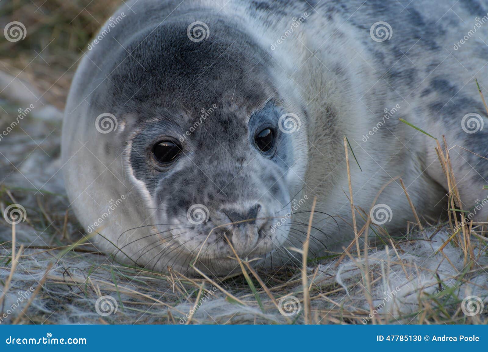 grey seals at donna nook