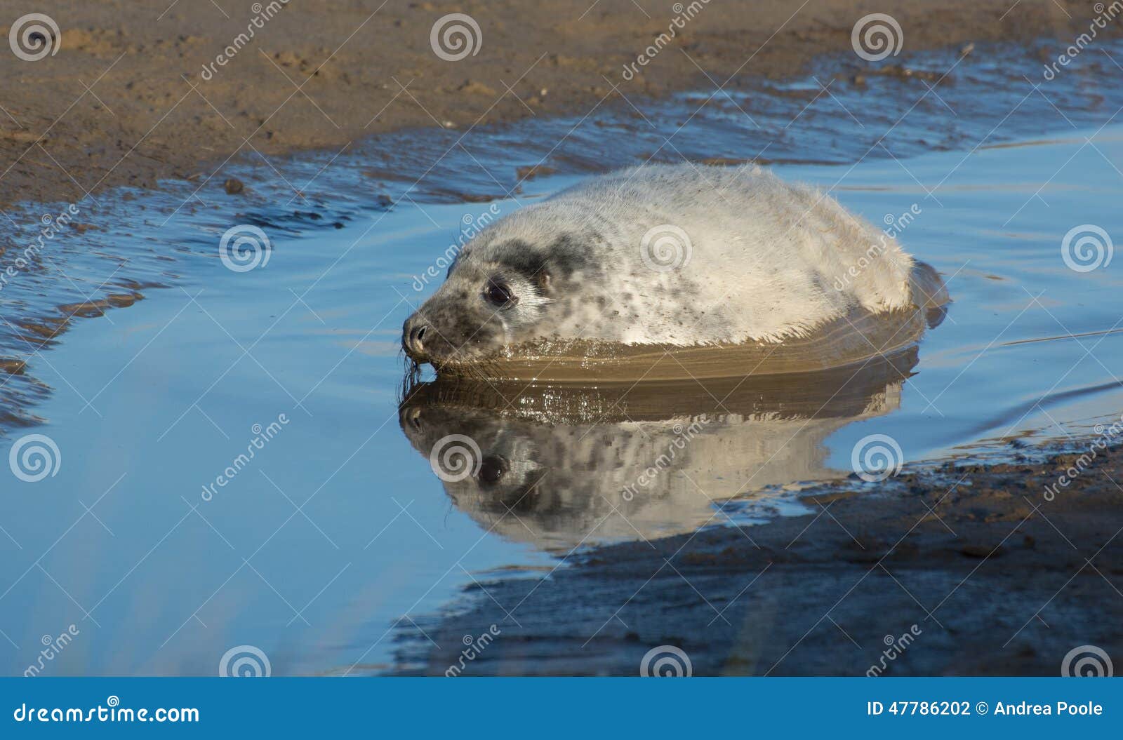 grey seals at donna nook