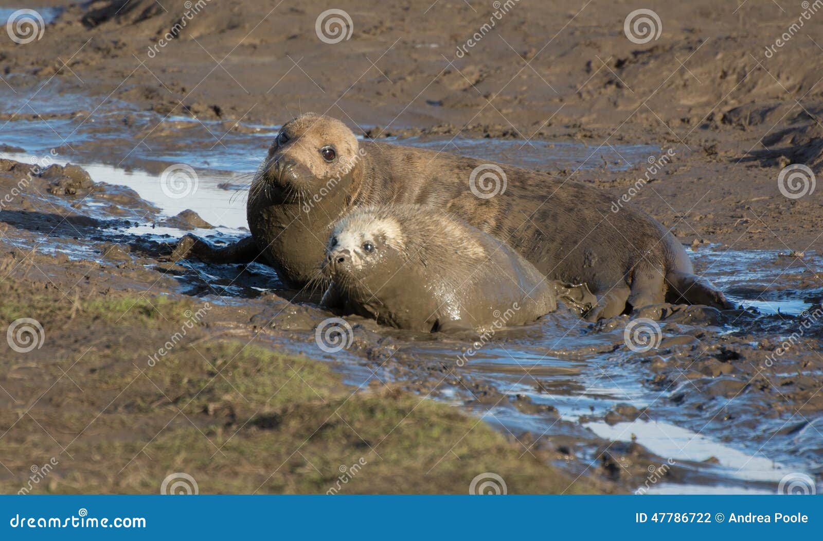 grey seals at donna nook