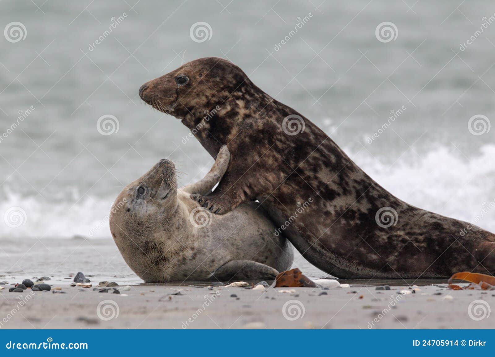grey seals (halichoerus grypus)