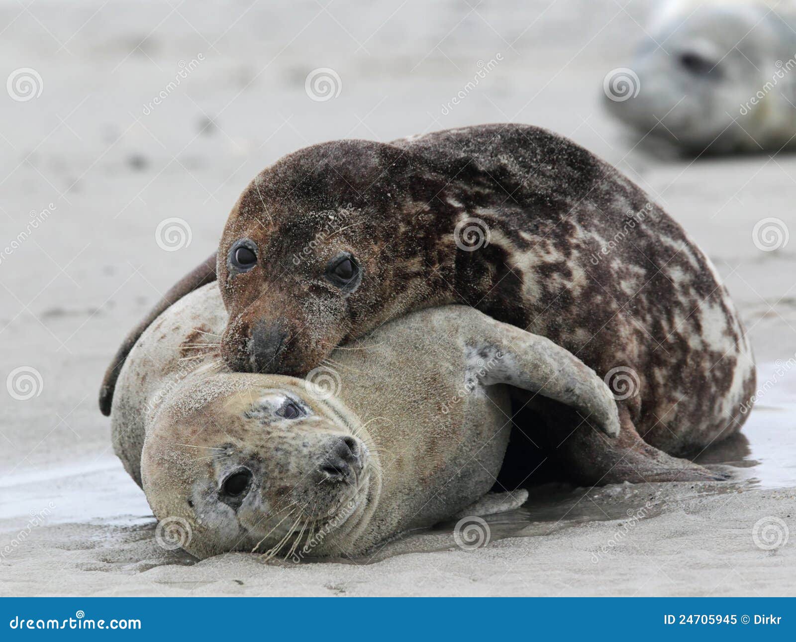grey seals (halichoerus grypus)