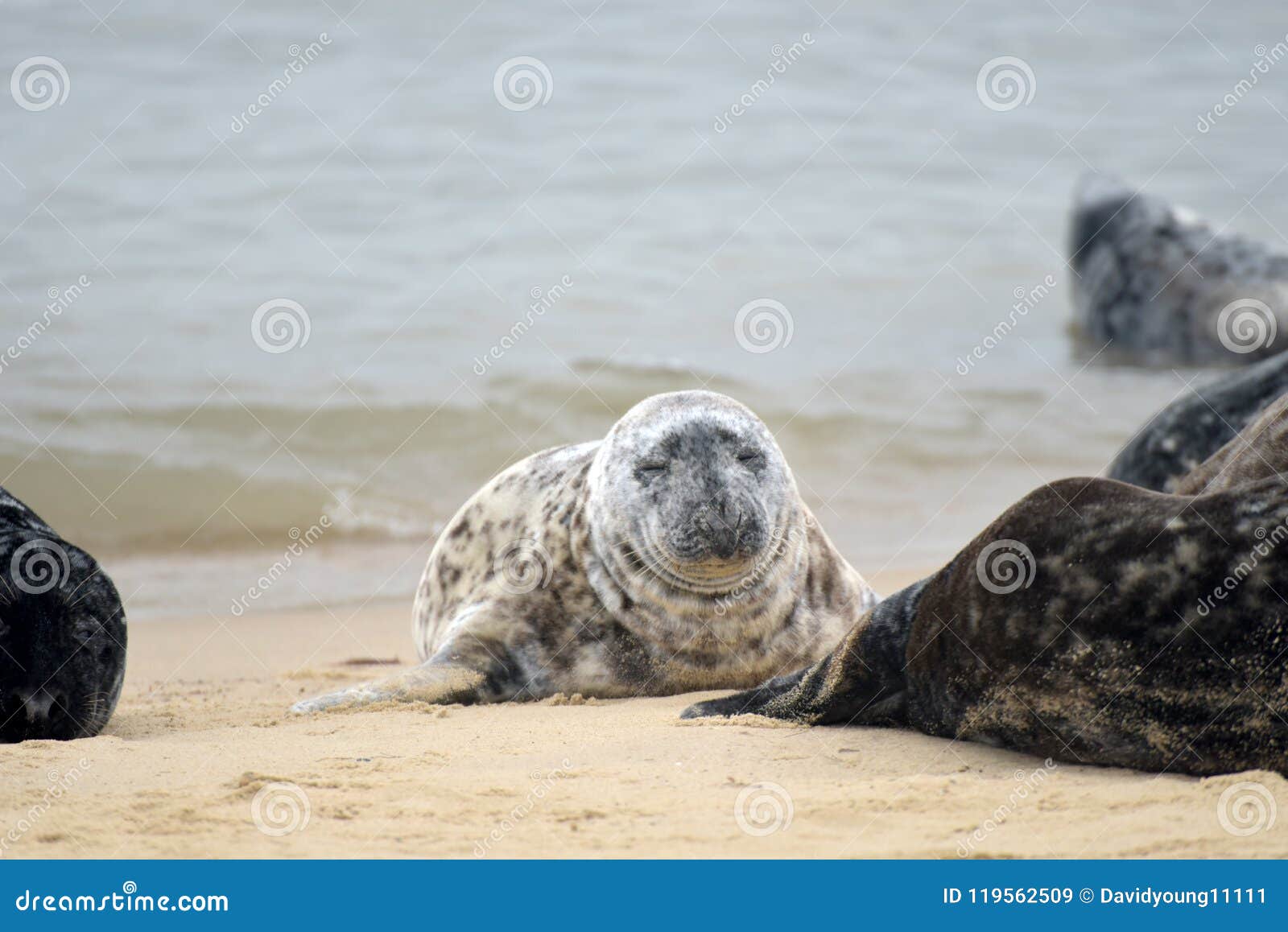 Grey Seals on Horsey Beach, Norfolk Stock Image Image of doze, seal