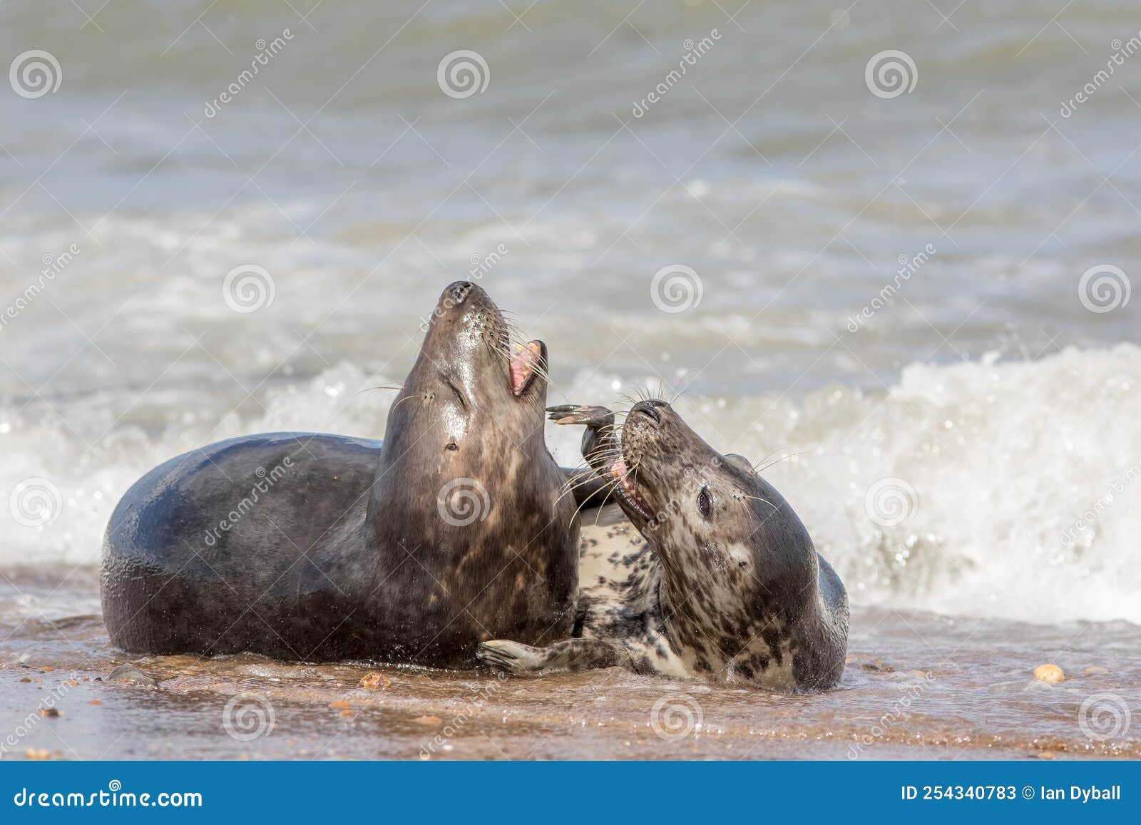 Grey Seals Mating. Wild Animals Having Fun. Intimate Wildlife Close-up  Stock Image - Image of banter, forever: 254340783