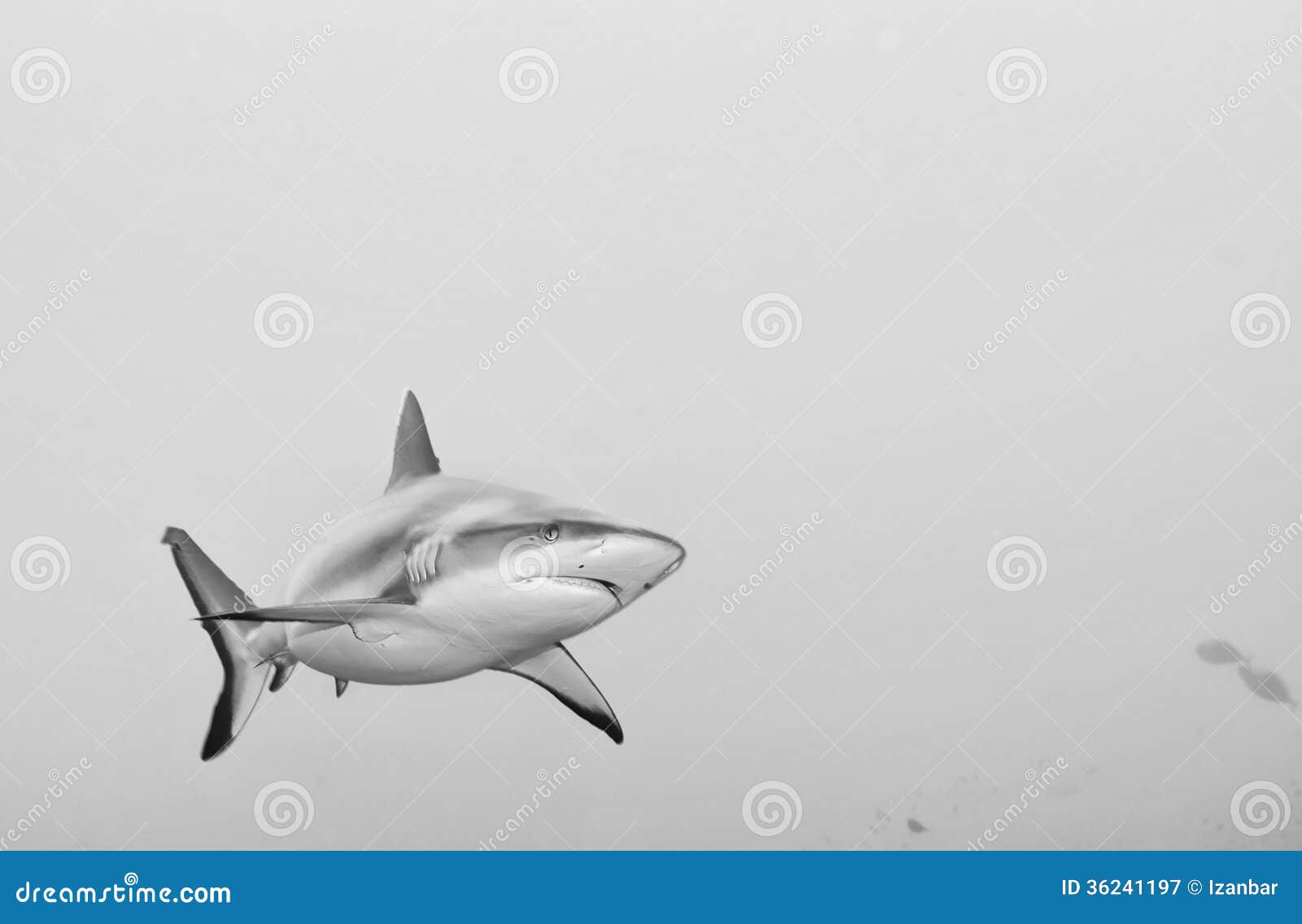 Grey Shark jaws ready to attack. A grey shark underwater close up portrait in black and white