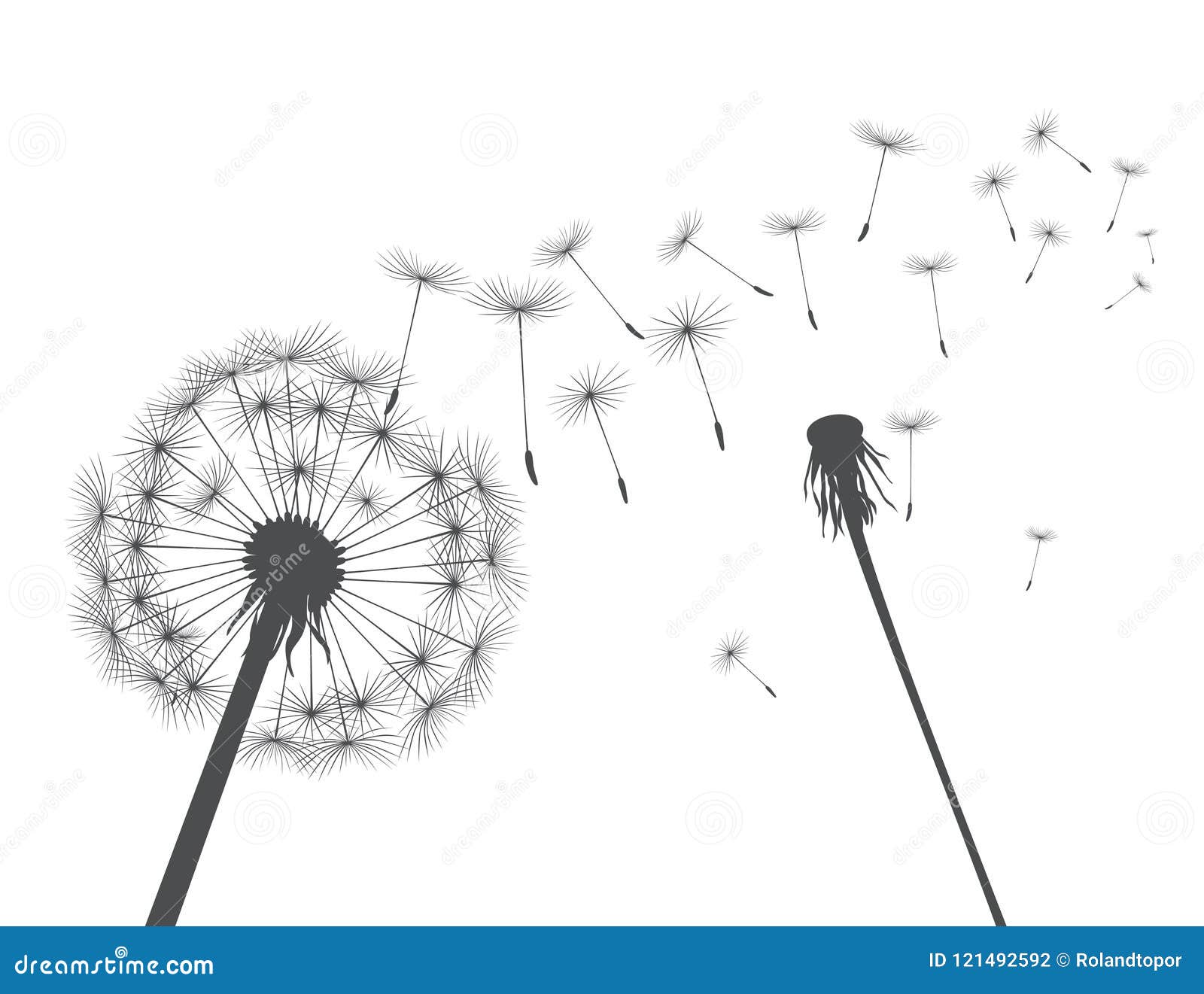 Grey Silhouette Dandelions. Vector Illustration. Stock Illustration