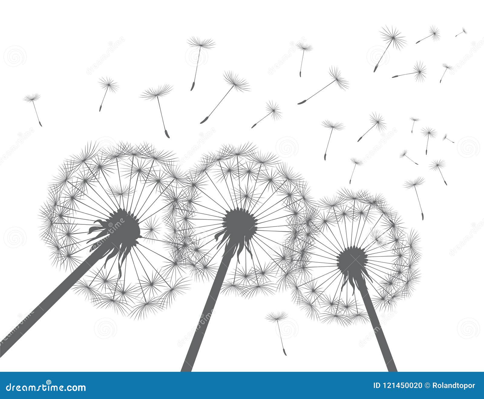 Grey Silhouette Dandelions. Vector Illustration. Stock Illustration