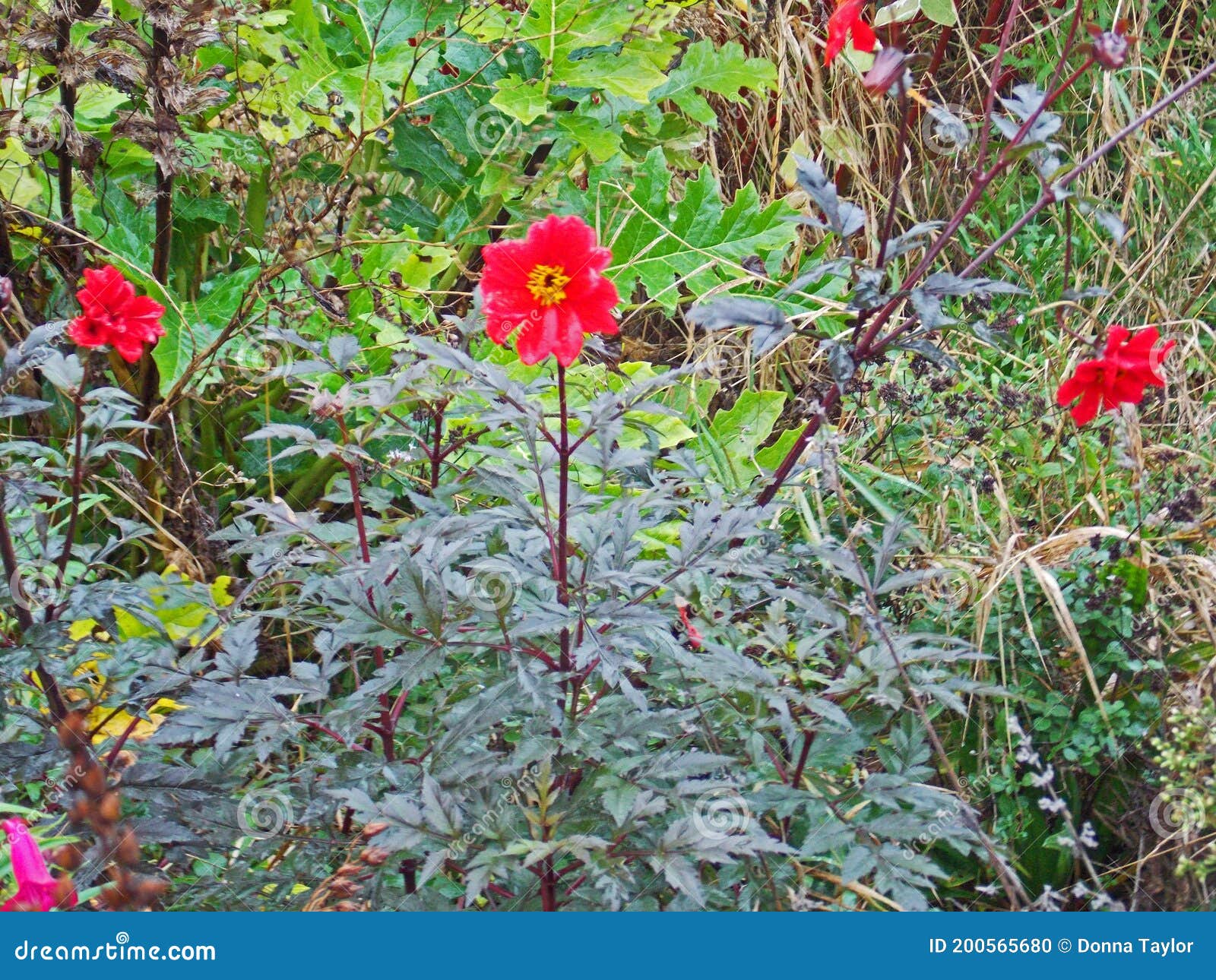 Dahlia Happy Single Flame Flower In Autumn Stock Photo Image Of Fall Dahlia