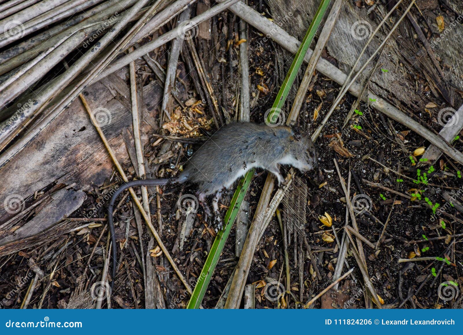 Grey Small Dead Mouse In The Tropical Forest Stock Photo Image Of grey-small-dead-mouse-in-the-tropical-forest-stock-photo-image-of