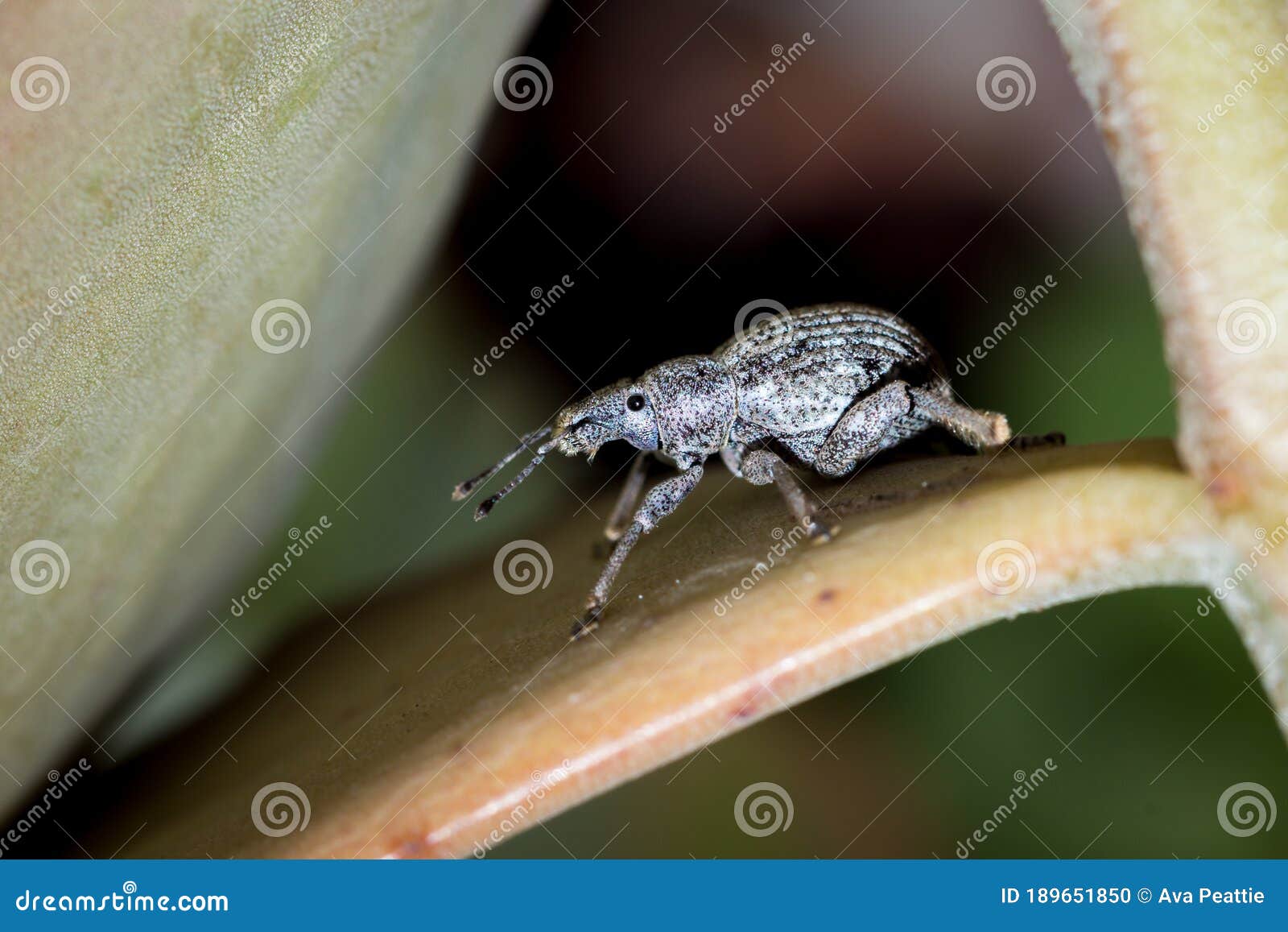 grey snout beetle curculionidae, kruger national park
