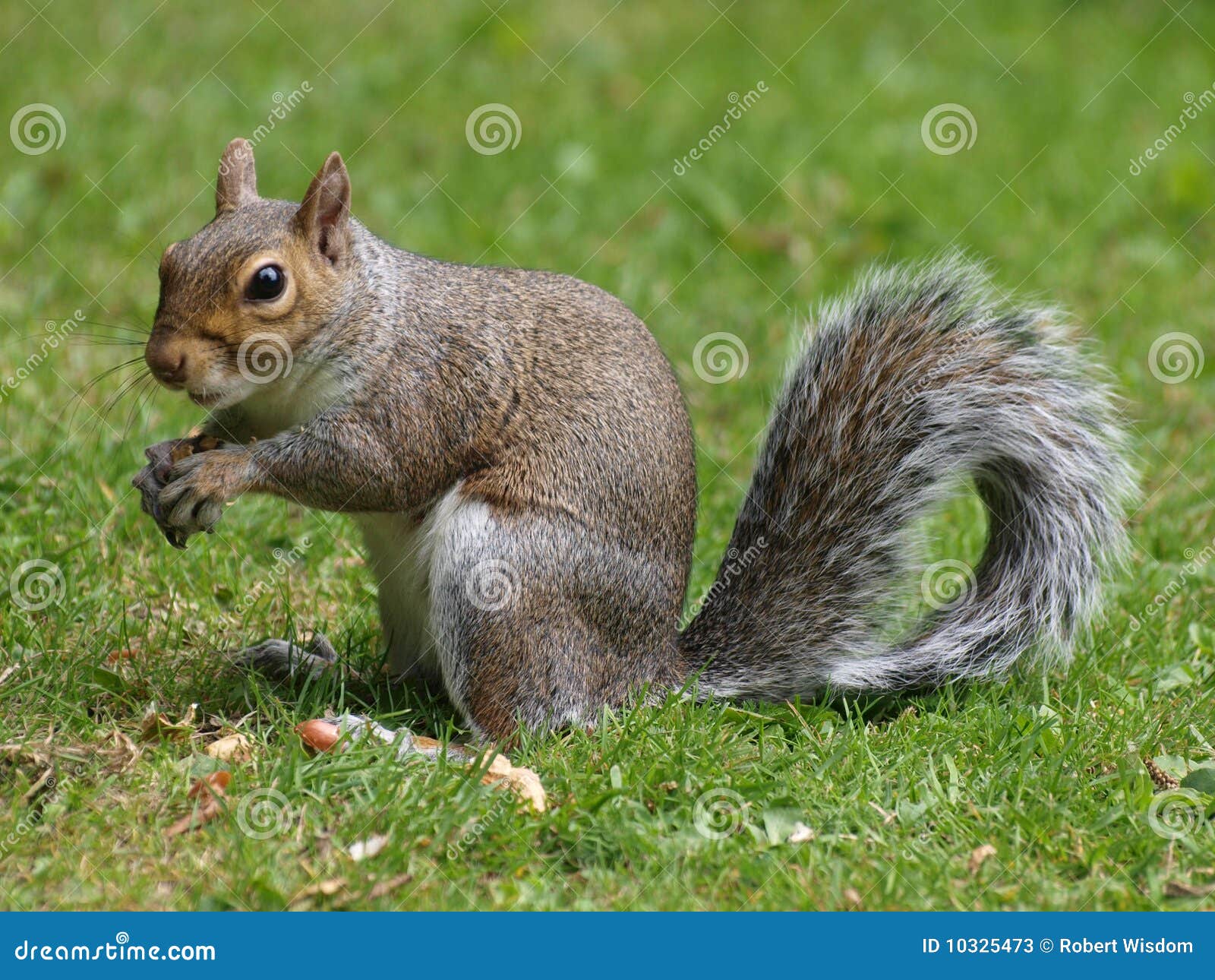 grey squirrel