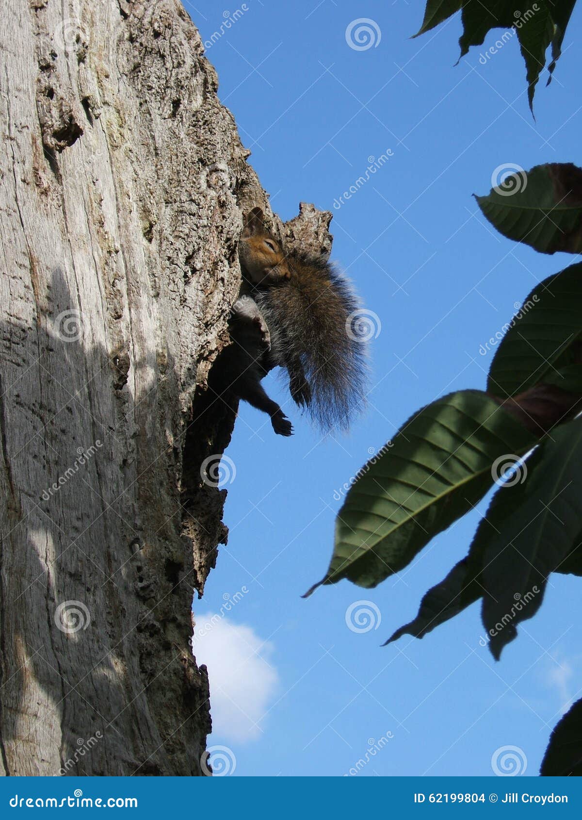 Grey Squirrel di rilassamento in albero con la coda lanuginosa e le gambe akimbo. Una posizione di riposo insolita per lo scoiattolo grigio in un albero con le gambe che attaccano fuori e la coda lanuginosa come cuscino