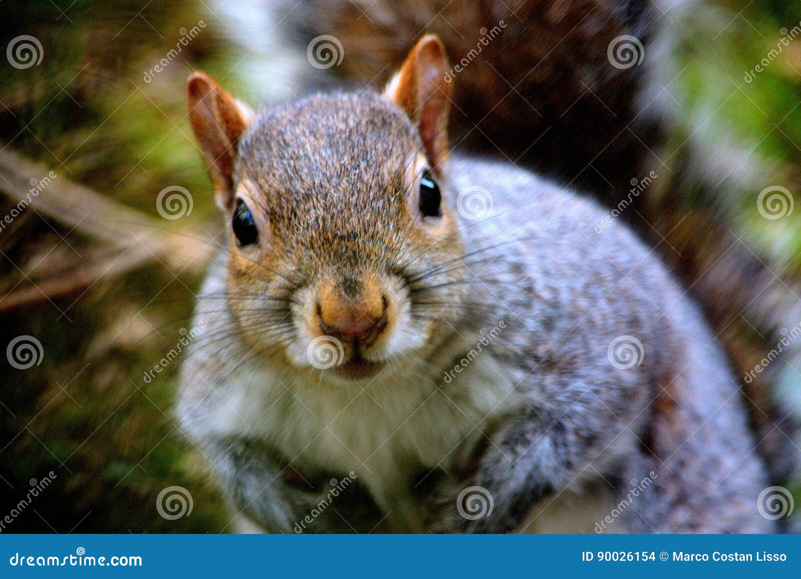 Grey squirrel stock photo. Image of snout, american, nature 90026154