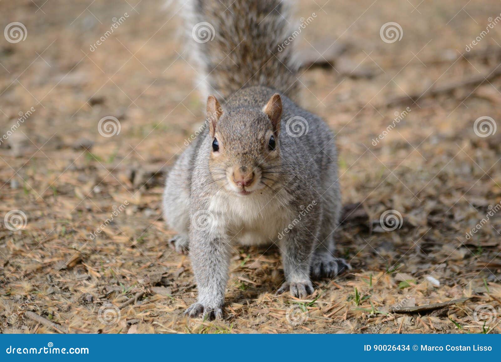 Grey squirrel stock photo. Image of chipmunk, animal 90026434