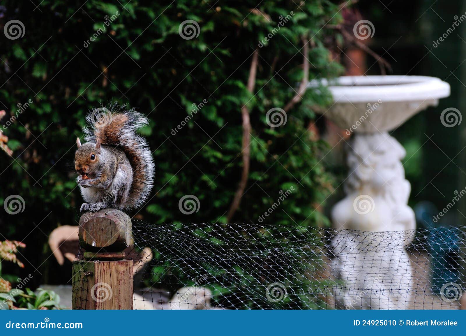 Grey Squirrel Eating a Chocolate Biscuit. Stock Photo Image of squirrel, cute 24925010
