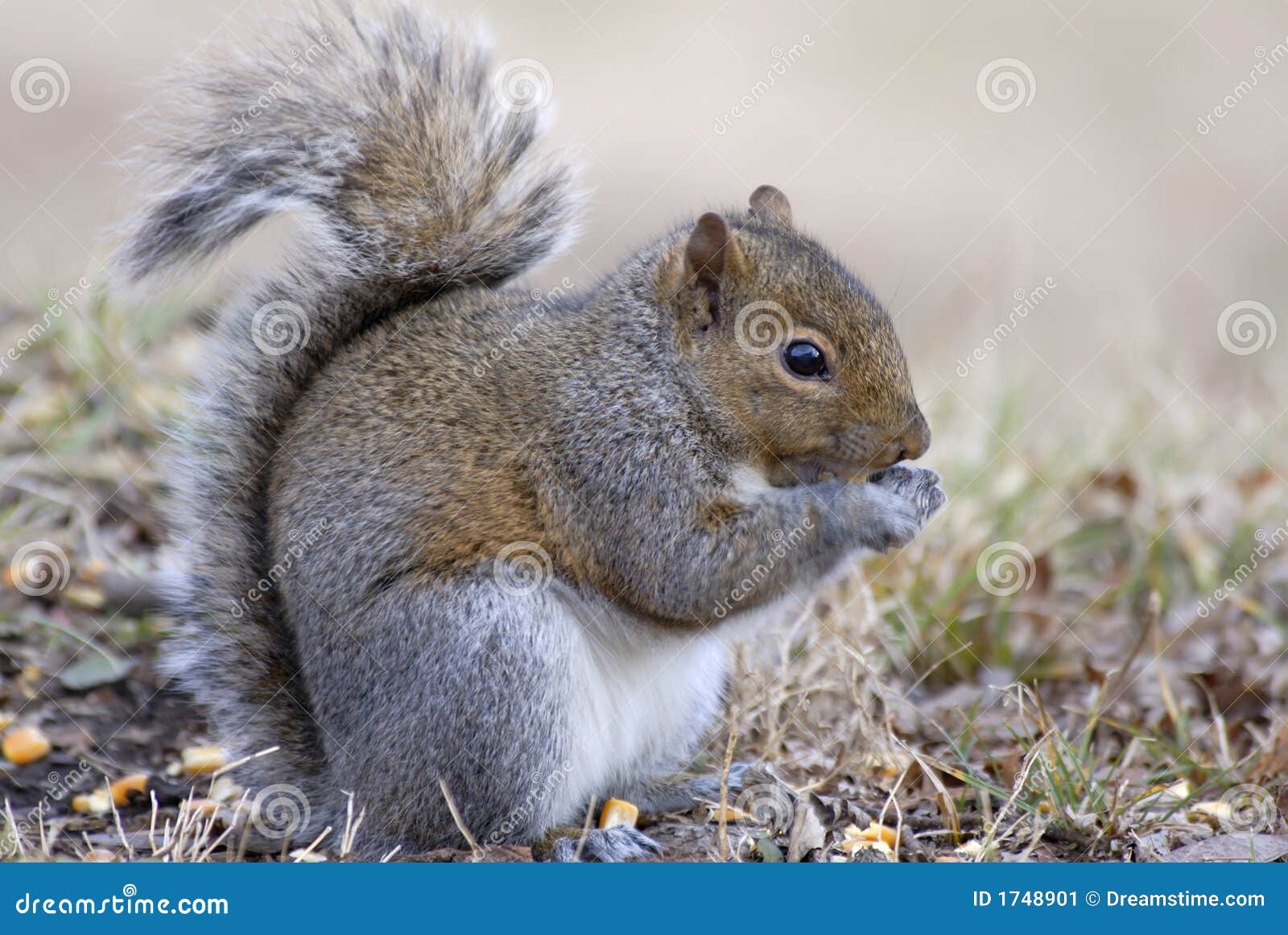 Grey Squirrel Eating Corn stock image. Image of pause 1748901