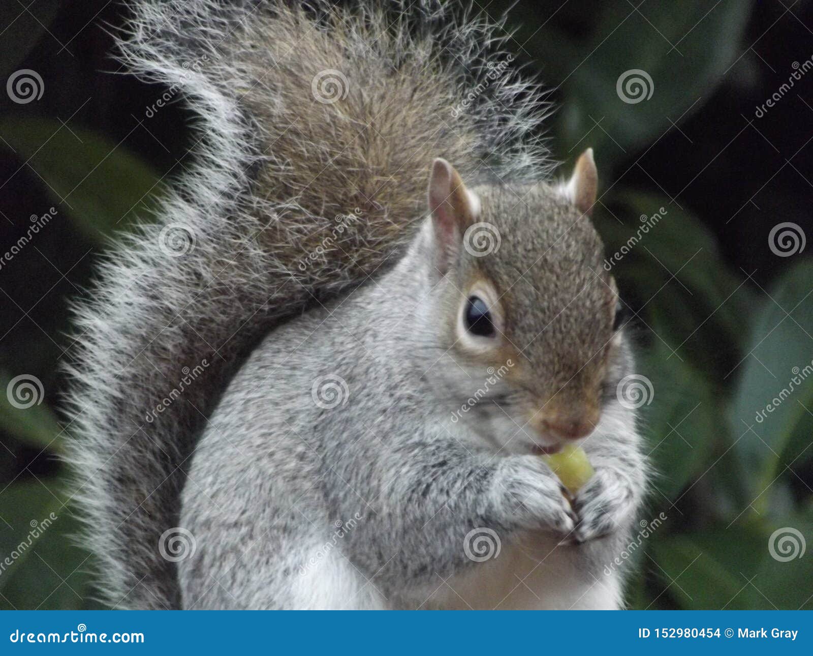 Squirrel Eating stock photo. Image of grape, grey, fruit 152980454