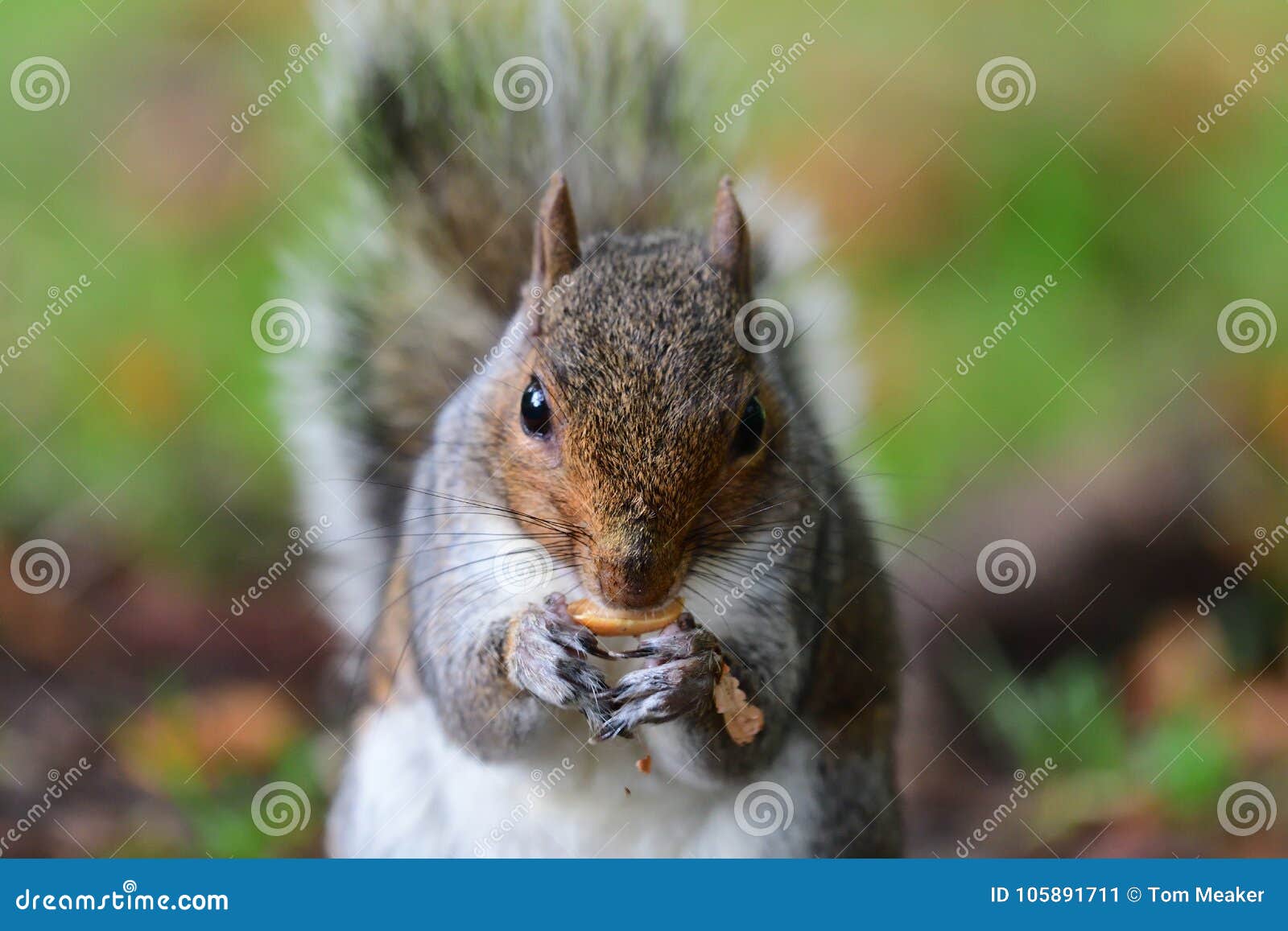 Grey squirrel eating a nut stock image. Image of gray 105891711