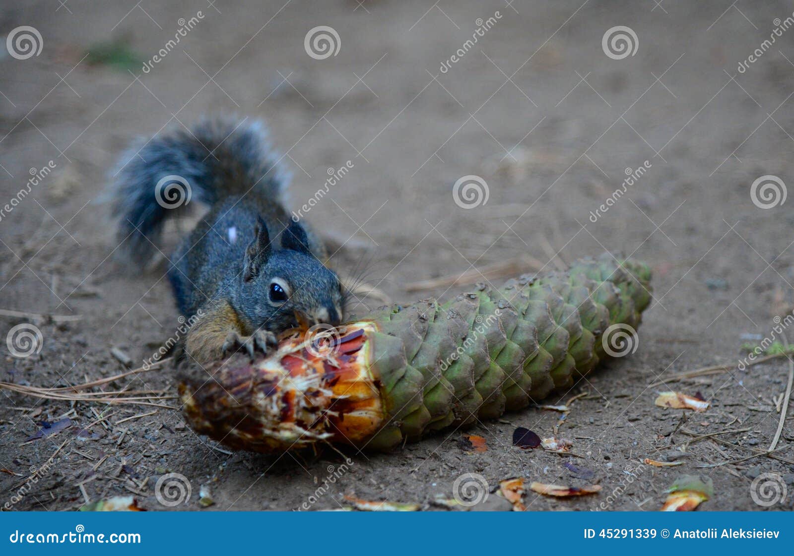 Grey Squirrel Eating Pinecone in Yosemite National Park Stock Image