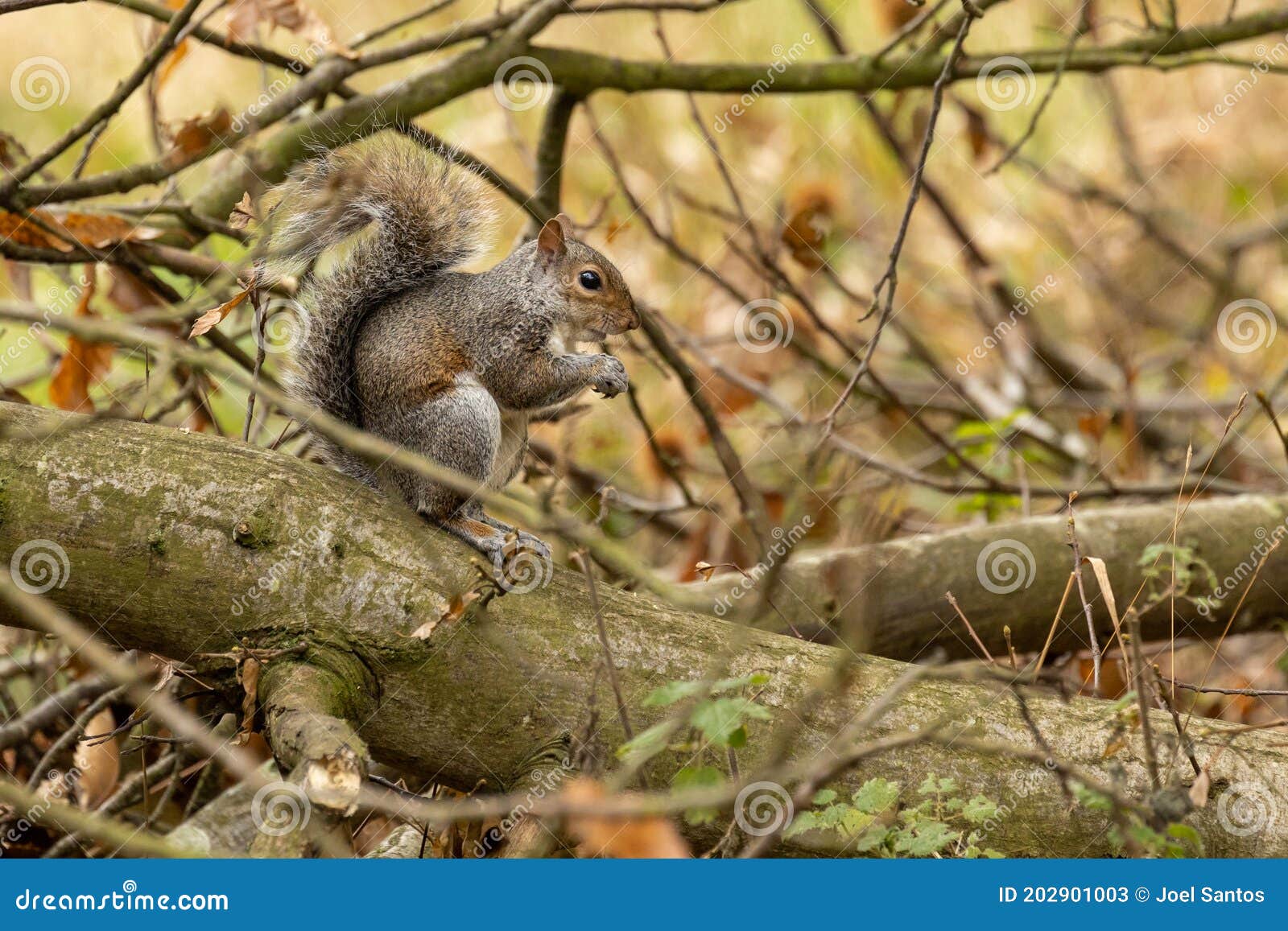 Grey Squirrel Eating on the Tree in the Park Stock Image Image of