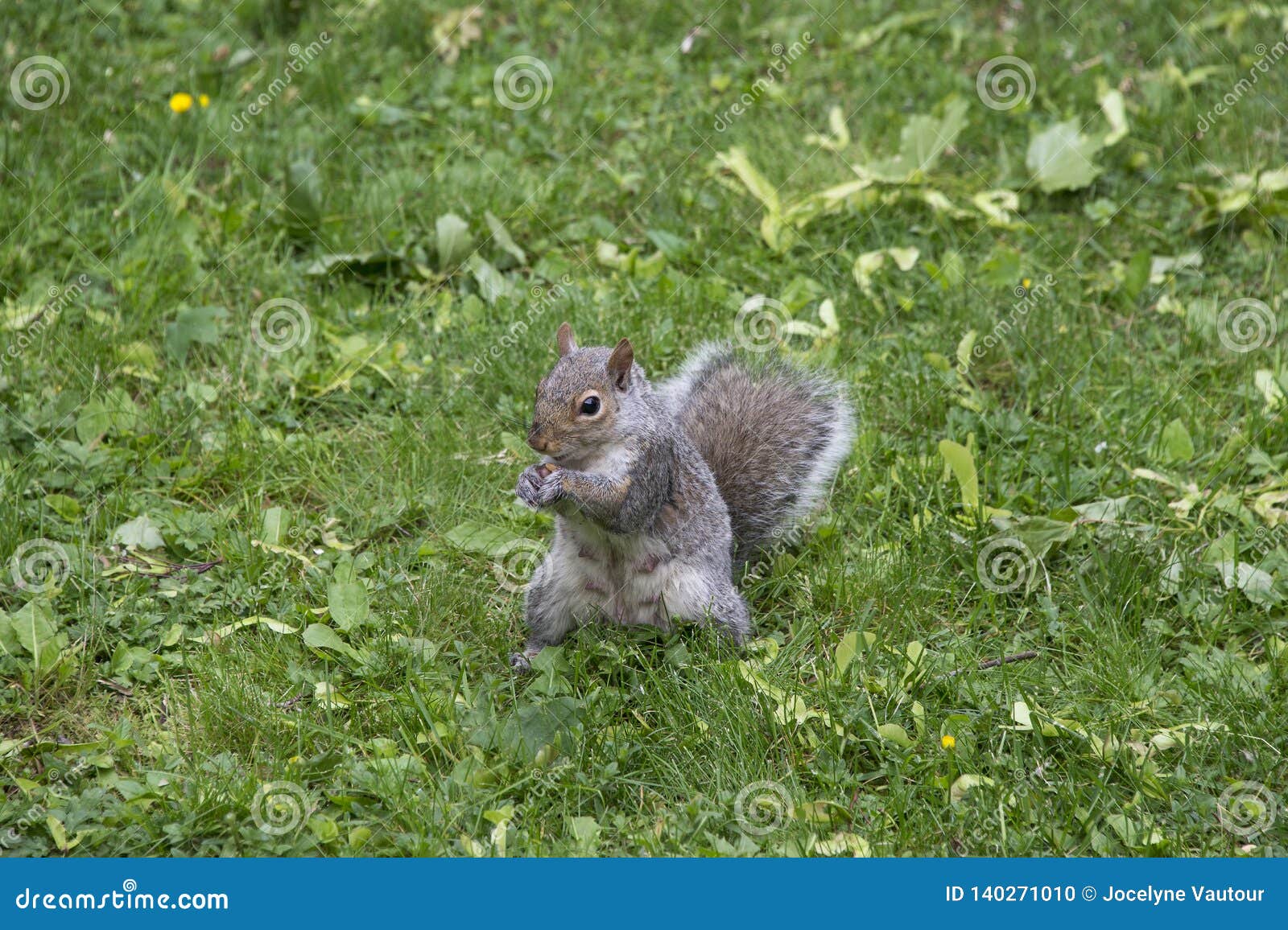 Grey Squirrel Eating in a Yard Stock Photo Image of backyard