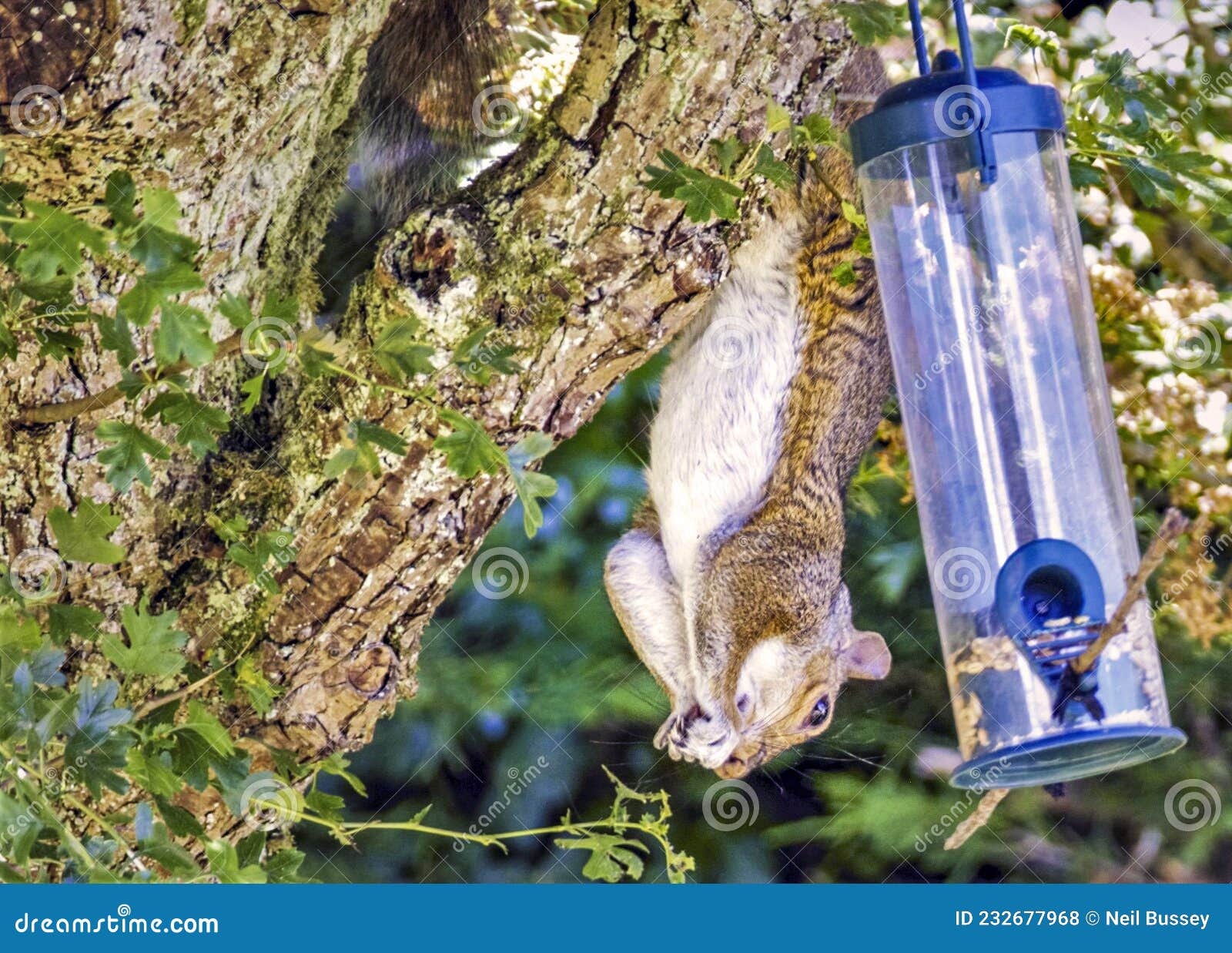grey squirrel hanging upside down,eating from a bird feeder,england,uk