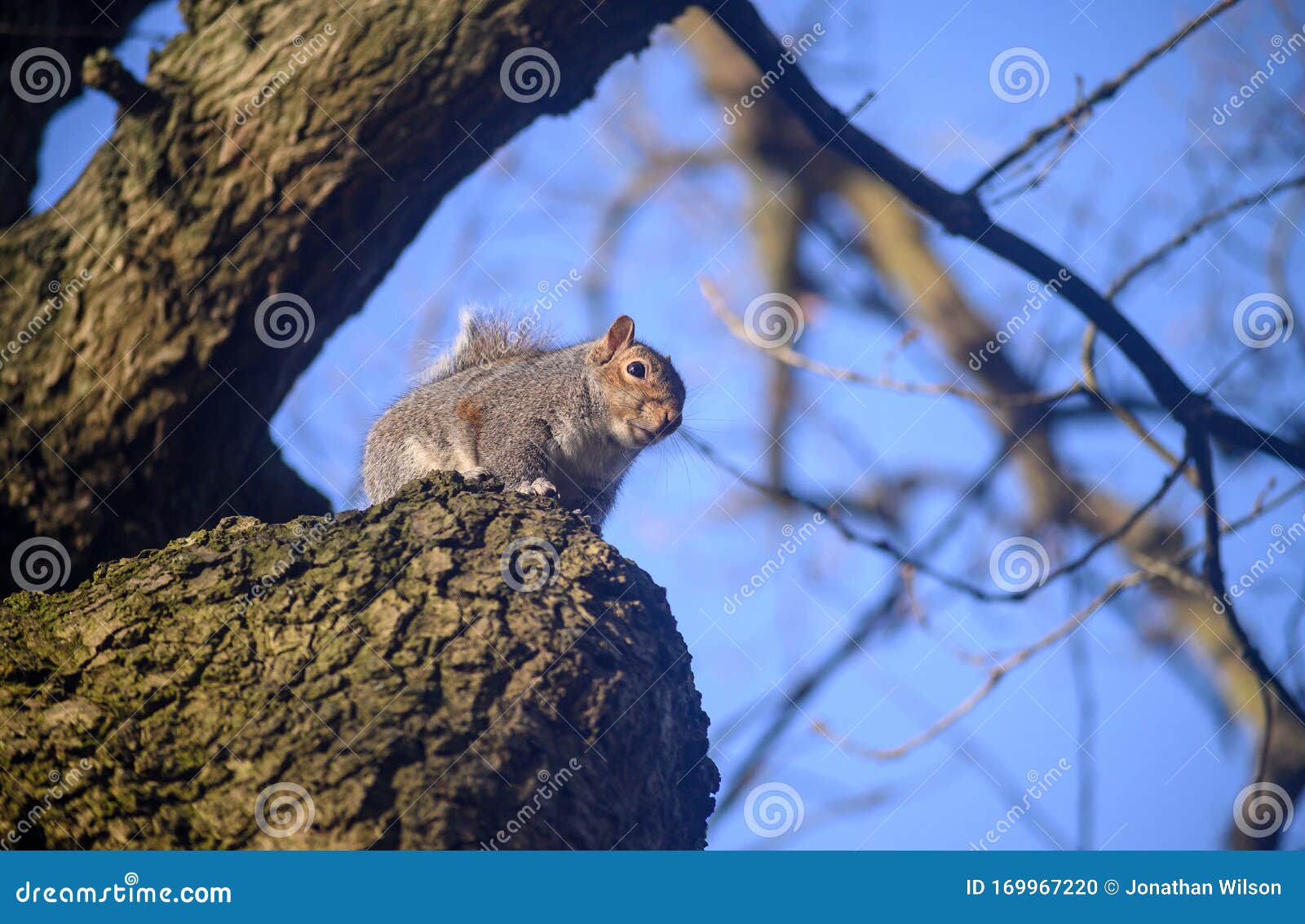 grey squirrel high in a tree in kelsey park, beckenham, greater london