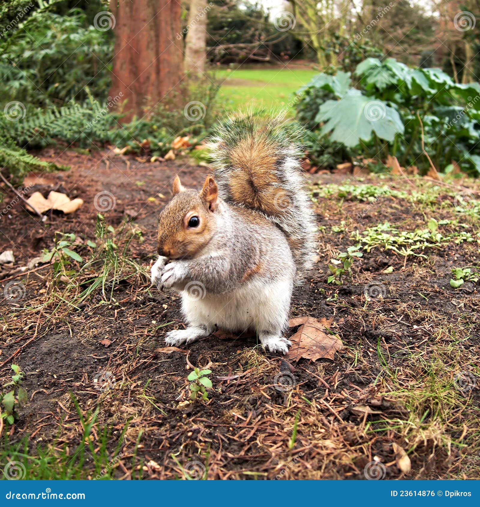 Grey Squirrel, Hyde Park, London Stock Photo Image of squirrel