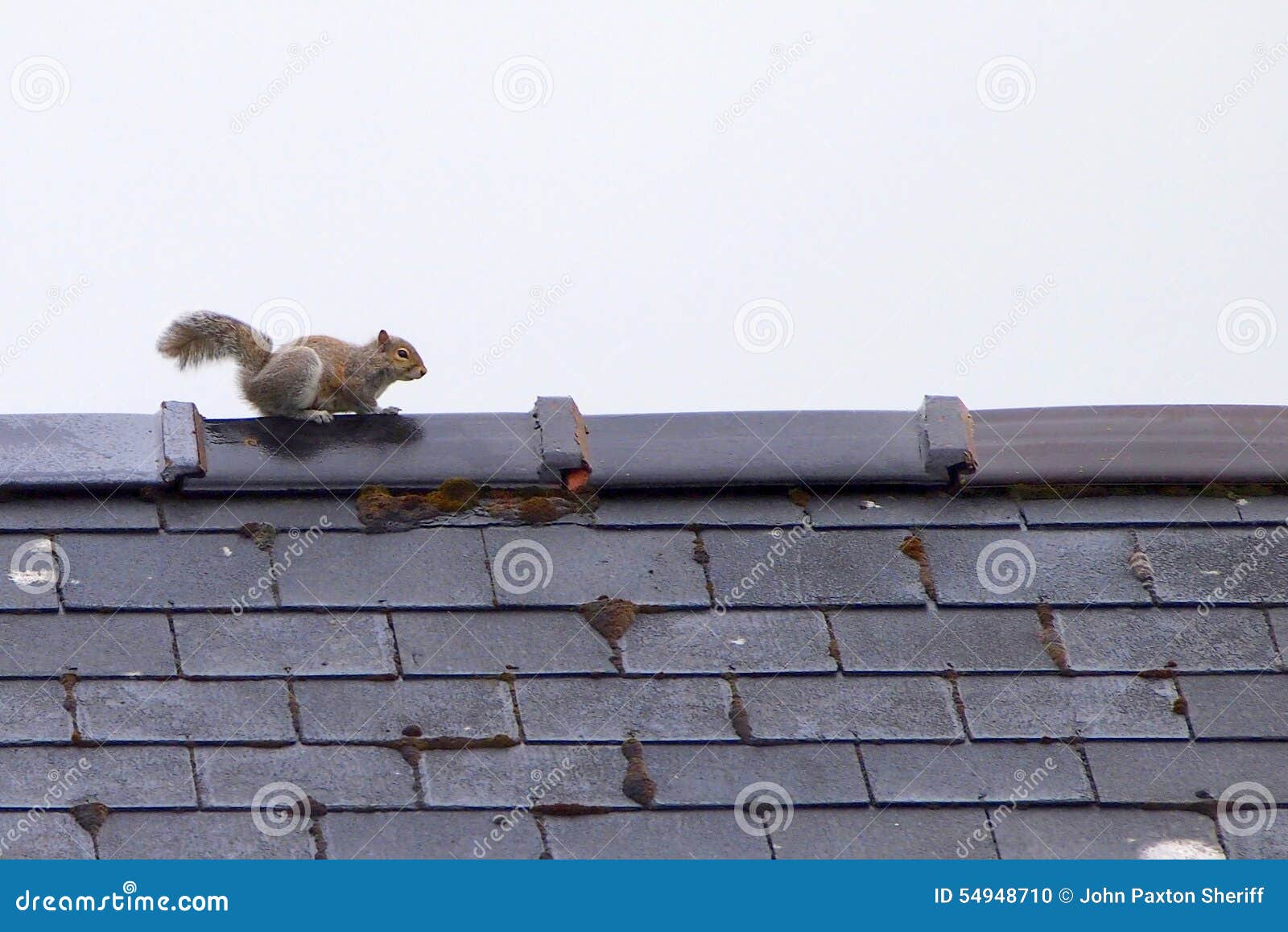 Grey squirrel on roof stock photo. Image of waiting, tiles 54948710
