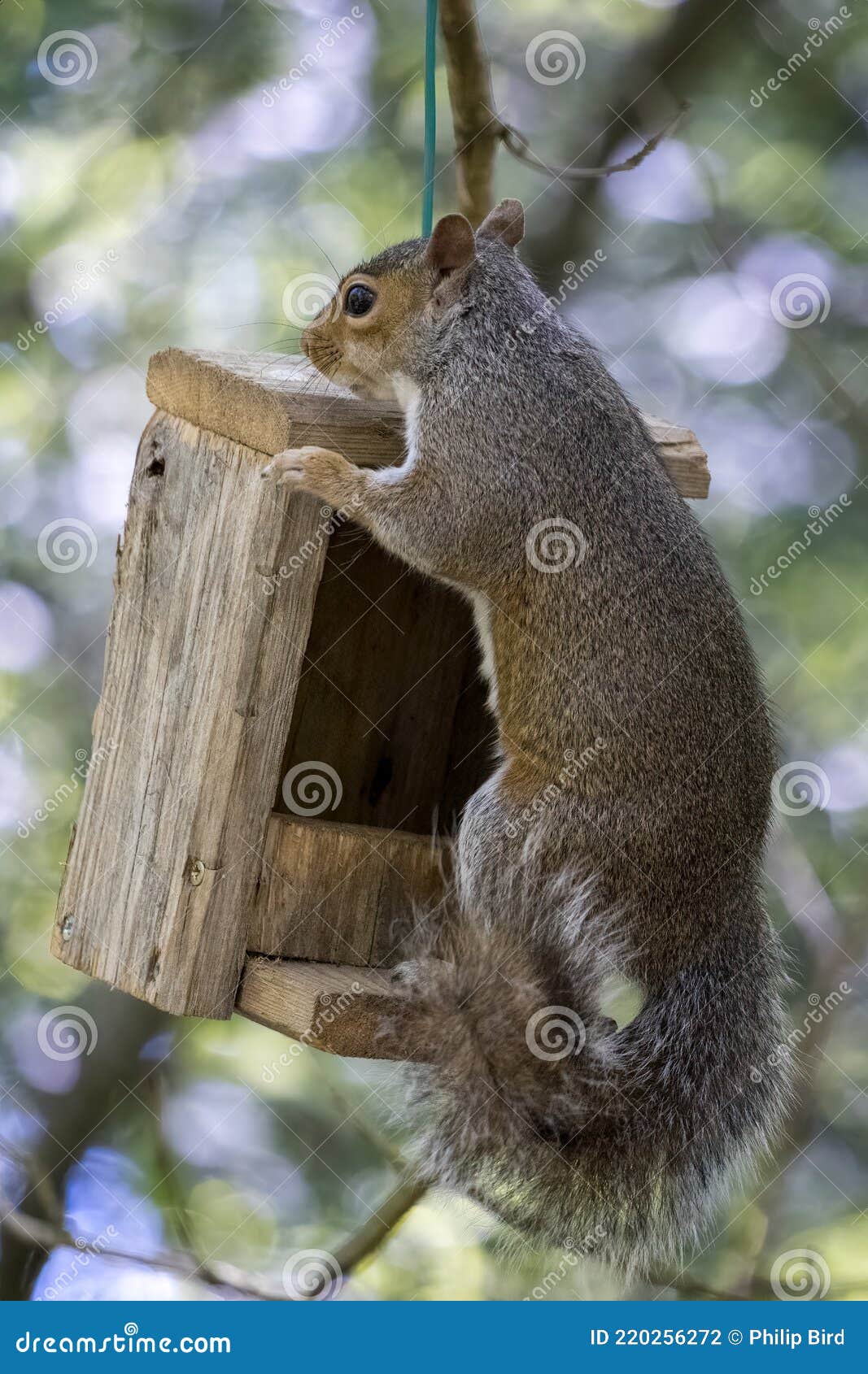 Grey Squirrel Peering Over a Wooden Bird Feeder Stock Photo Image of
