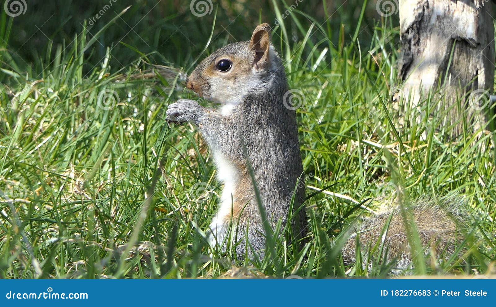 Grey Squirrel Searching for Food in Tree Stock Image Image of