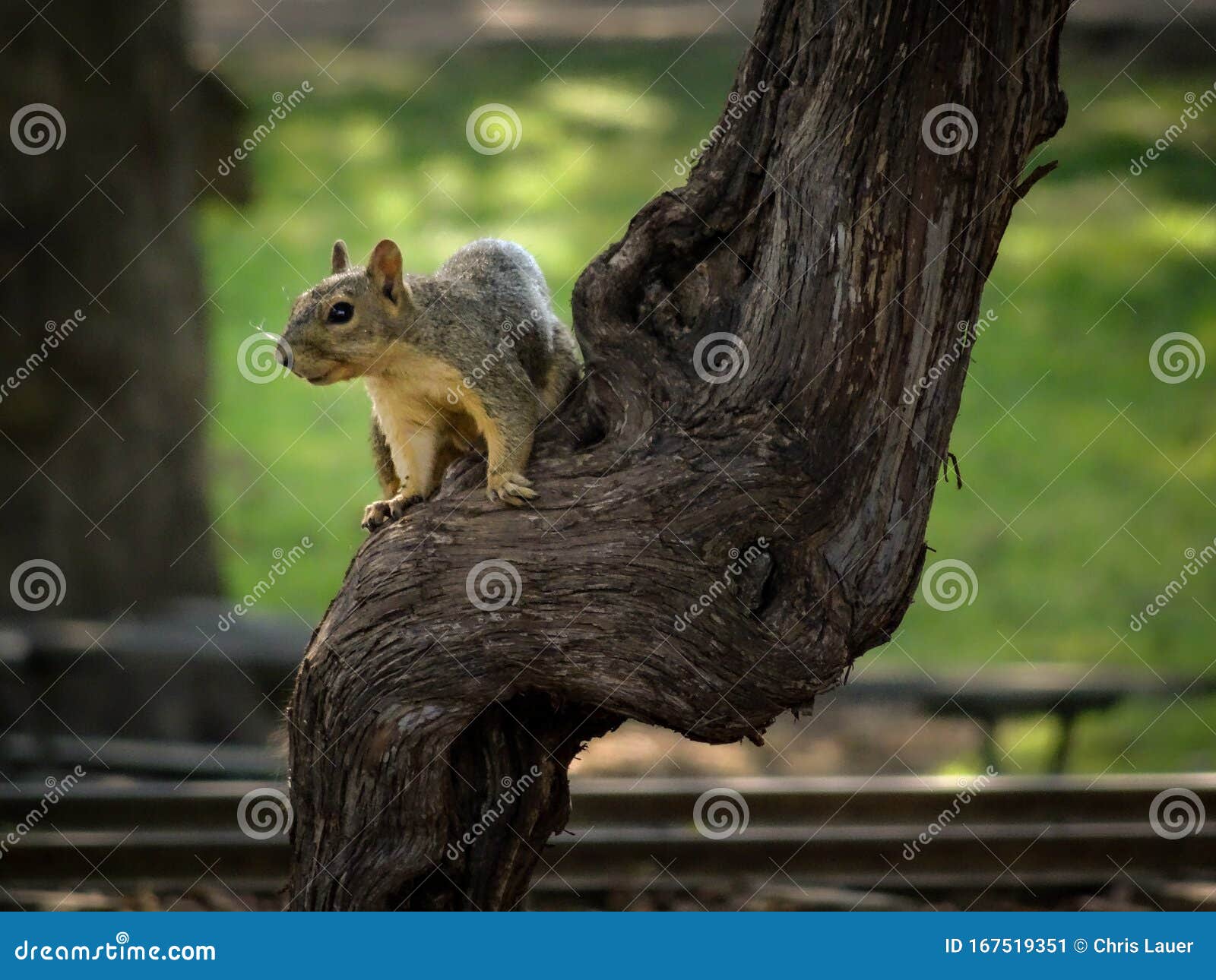 Grey Squirrel Sitting on Bent Branch Smiling into and Posing for Camera