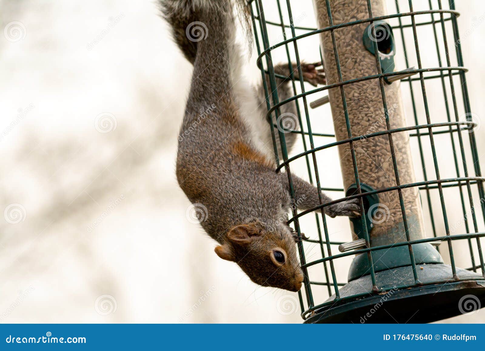 grey squirrel on a squirrel proof bird feeder