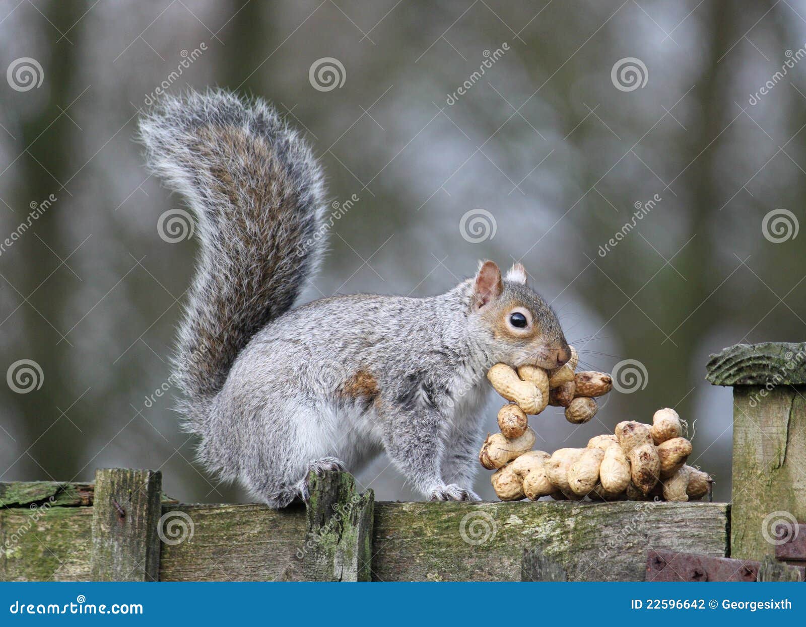 Grey Squirrel Stealing Peanuts Meant for Birds. Stock Photo Image of