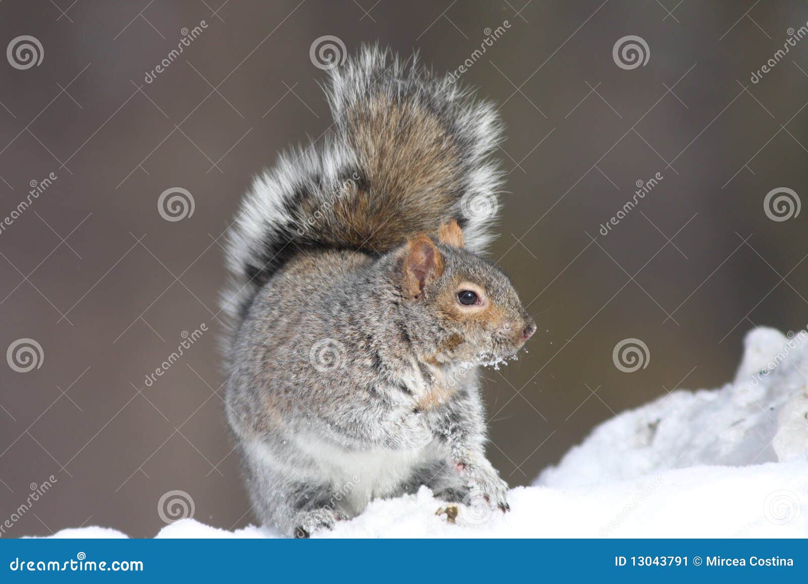 Grey squirrel in winter stock image. Image of nature 13043791