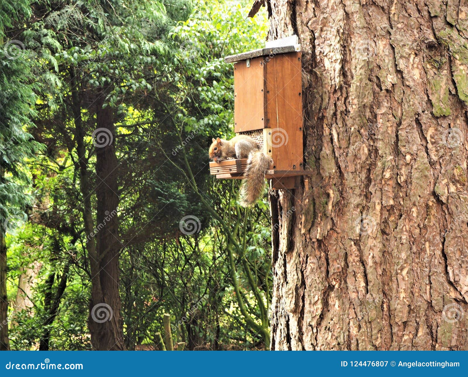 Grey Squirrel At A Wooden Feeder Box Stock Image Image Of