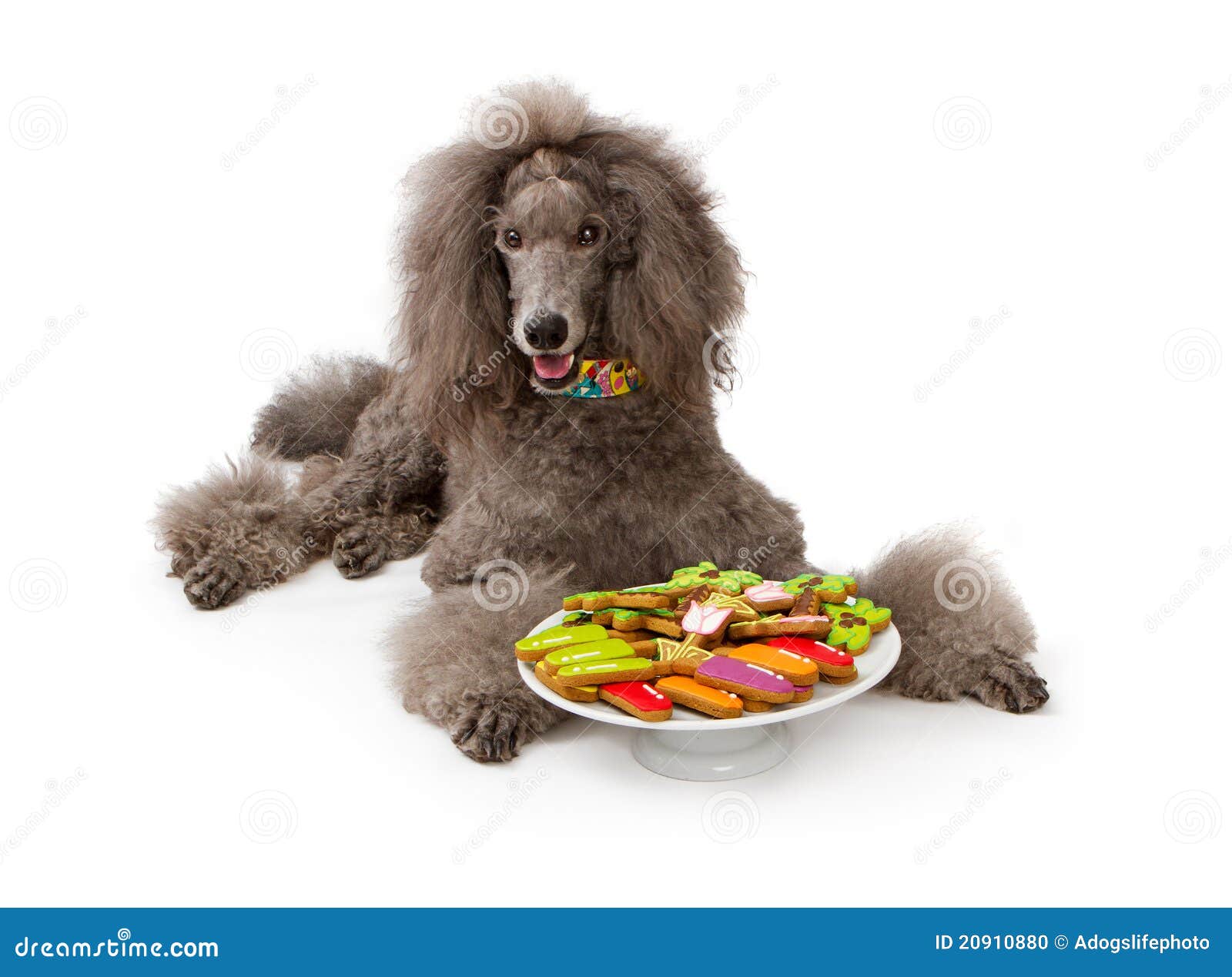 Grey Standard Poodle Dog with Cookies Stock Photo Image of platter