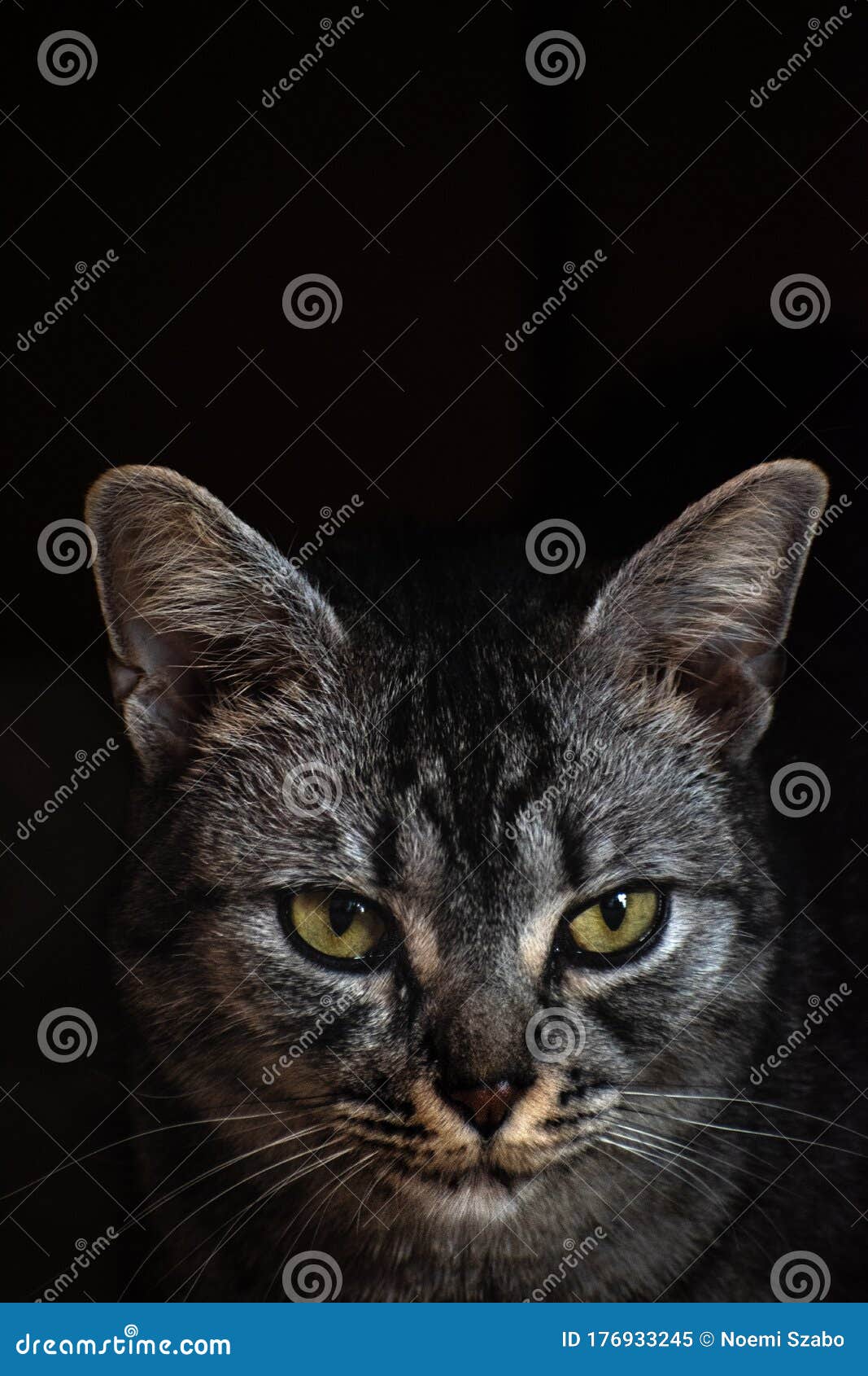 grey tabby cat looks dangerous and serious on black background