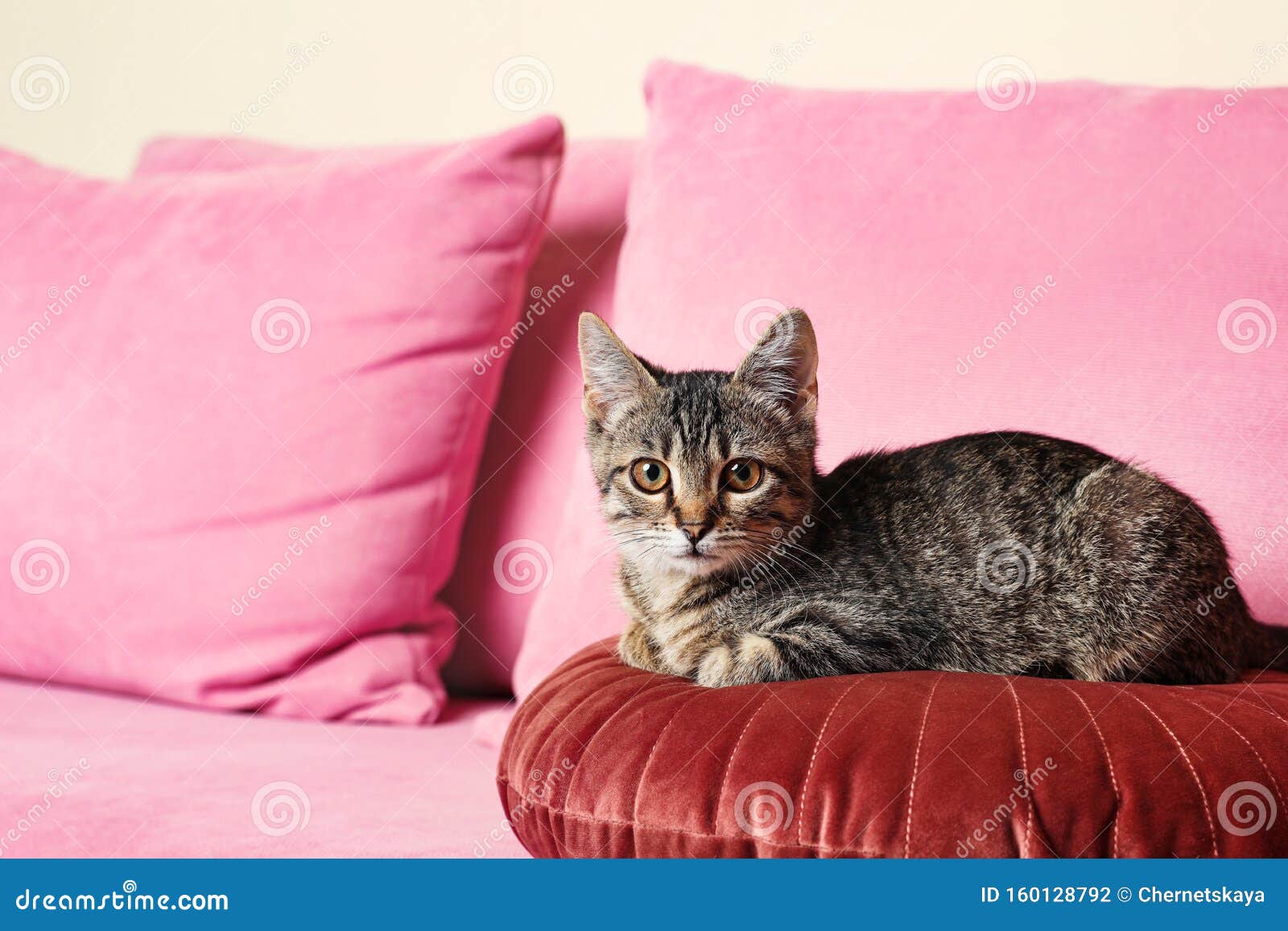 Grey Tabby Cat Lying on Pink Sofa Indoors. Adorable Pet Stock Photo