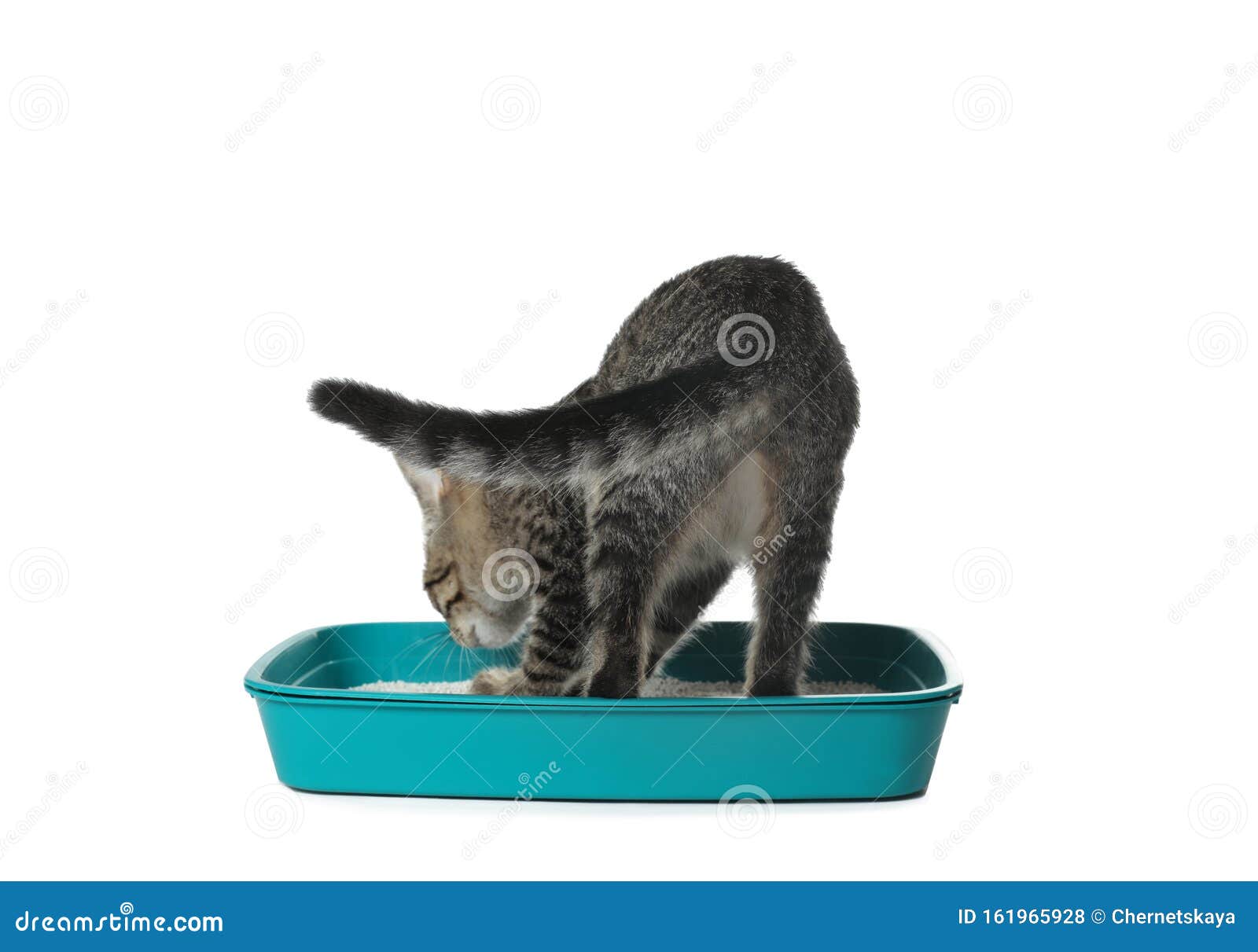 Grey Tabby Cat Using Litter Tray on Background. Adorable Pet Stock