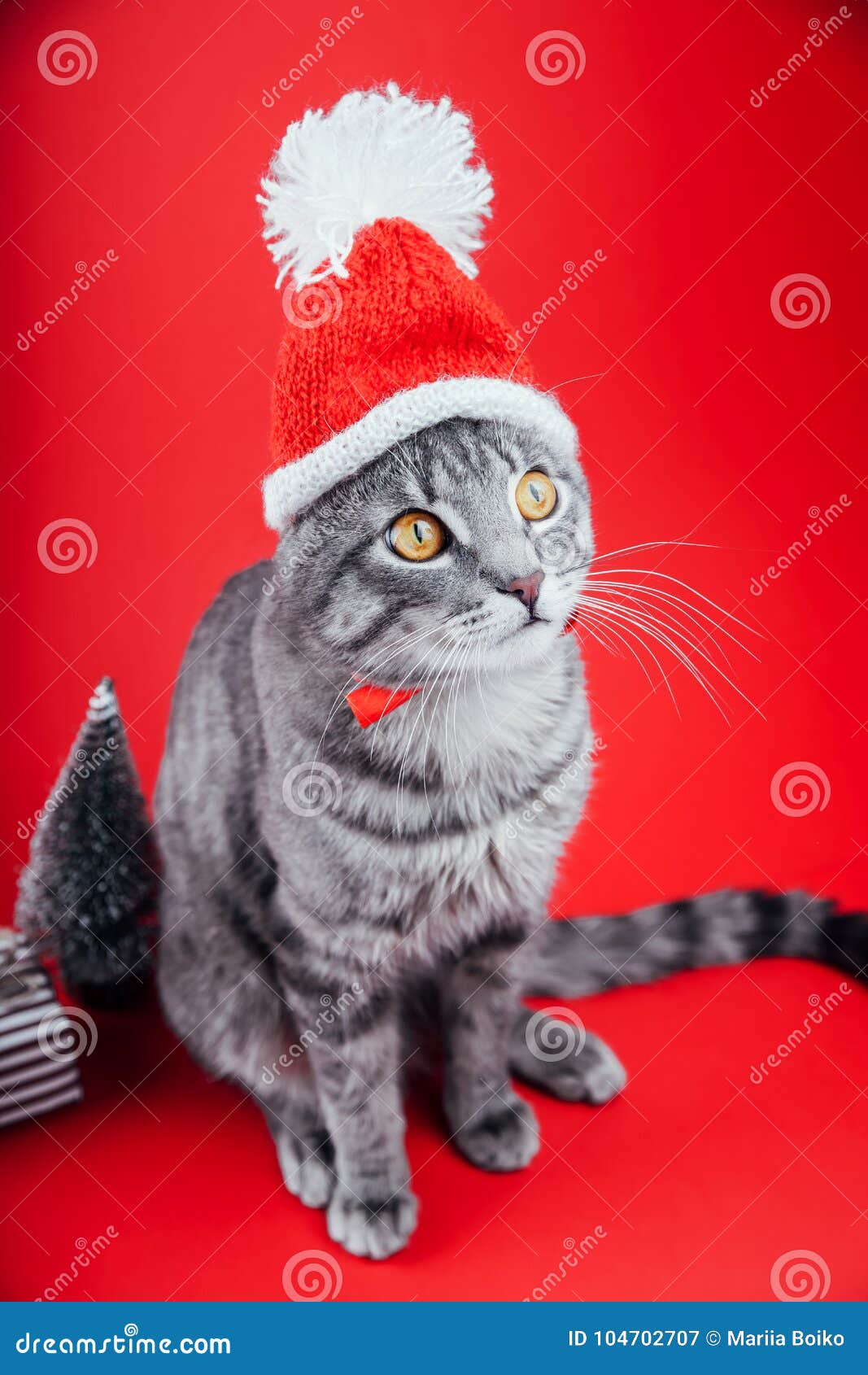 grey tabby cat wears santa`s hat on red background. christmas and new year concept