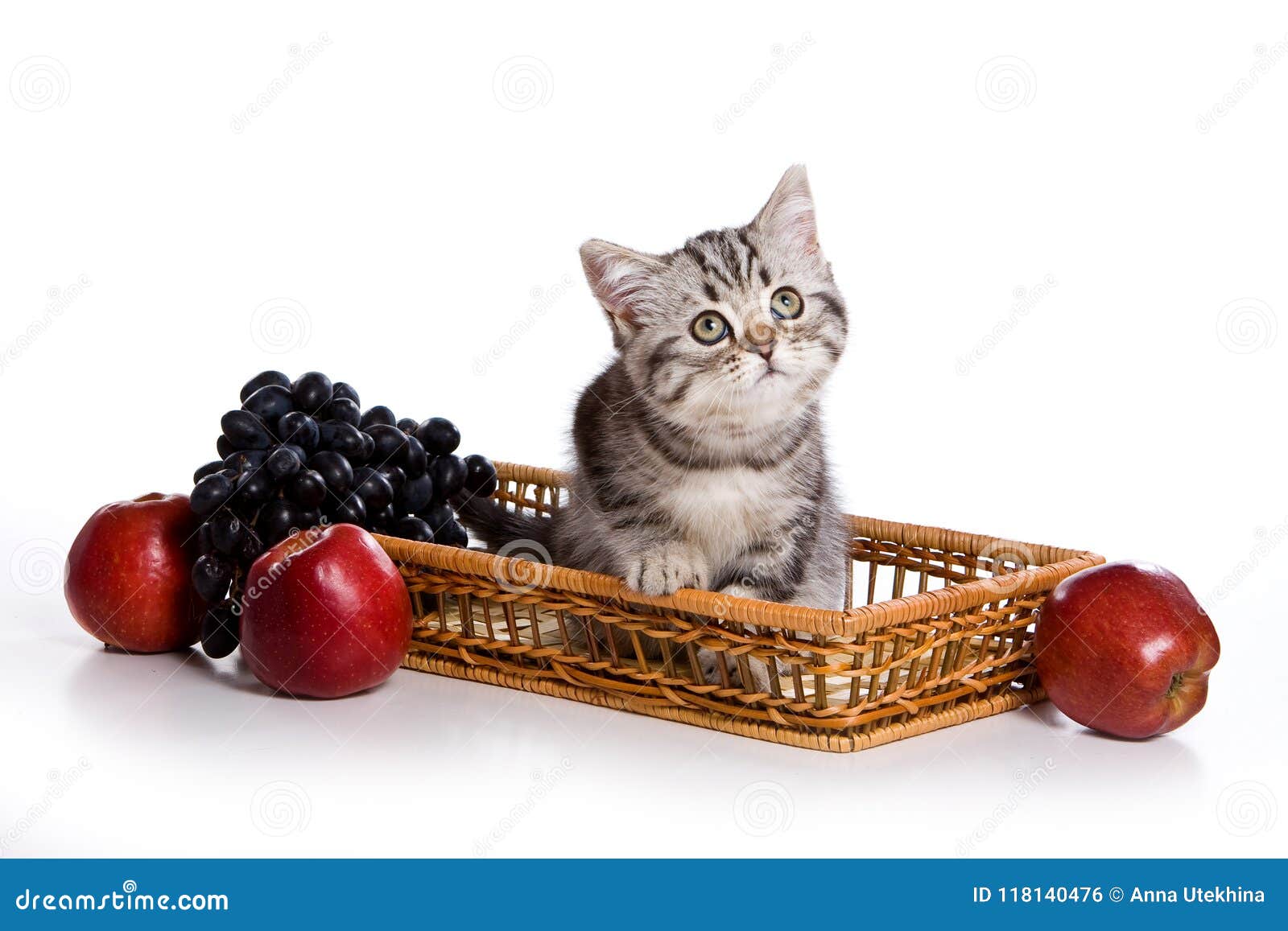 Grey Tabby Kitten British Cat and Fruit Stock Photo - Image of kitten ...