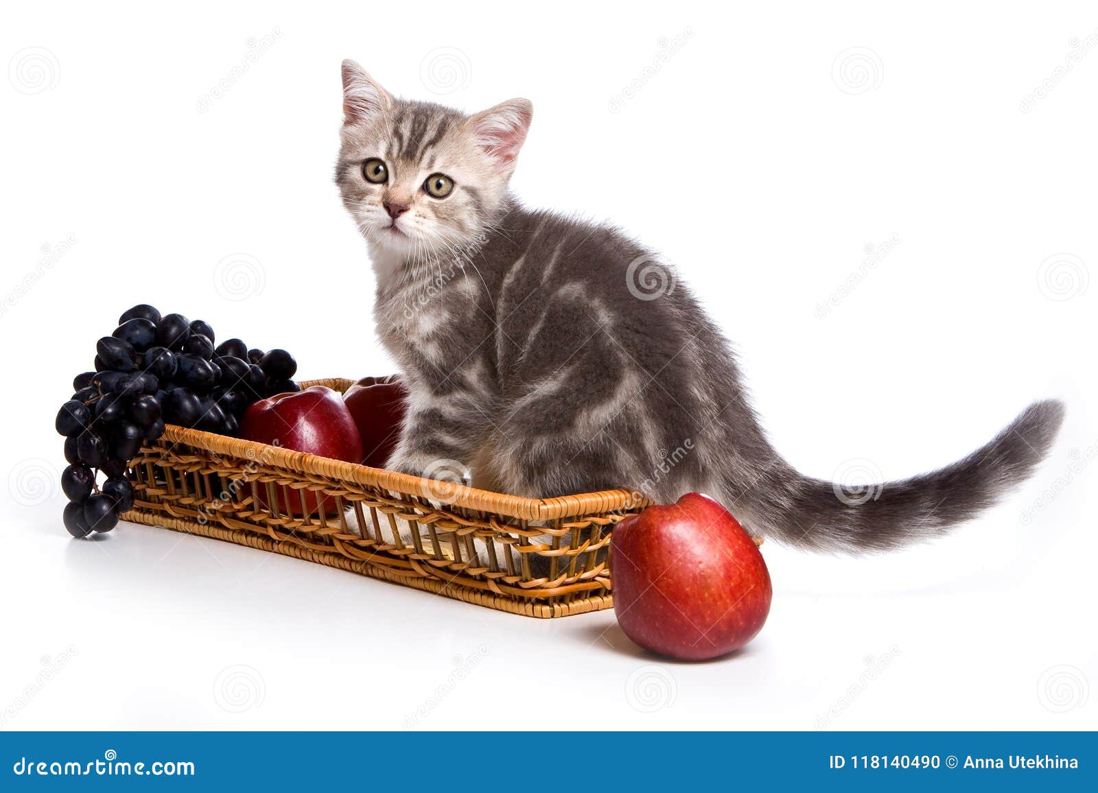 Grey Tabby Kitten British Cat and Fruit Stock Photo - Image of british ...