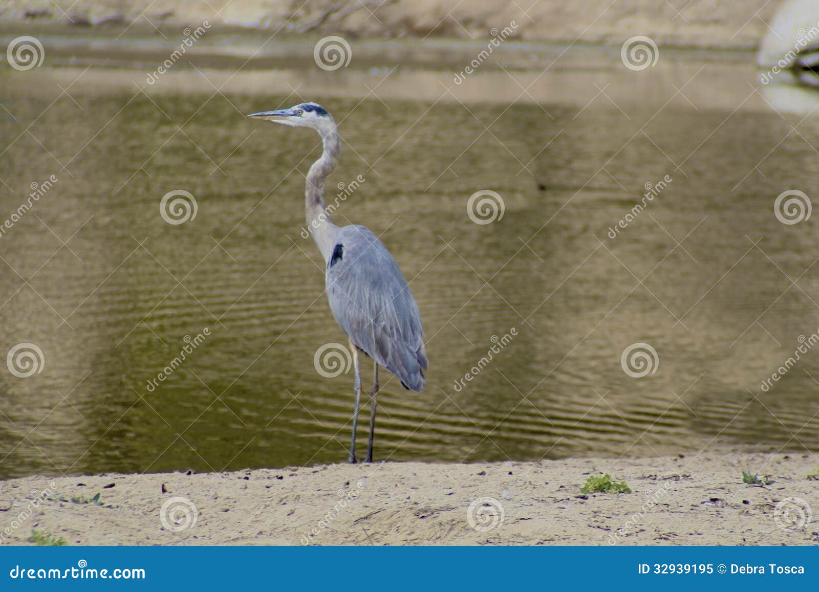 Crane bird gray and thin stock image. Image of bird, wildlife - 32939195